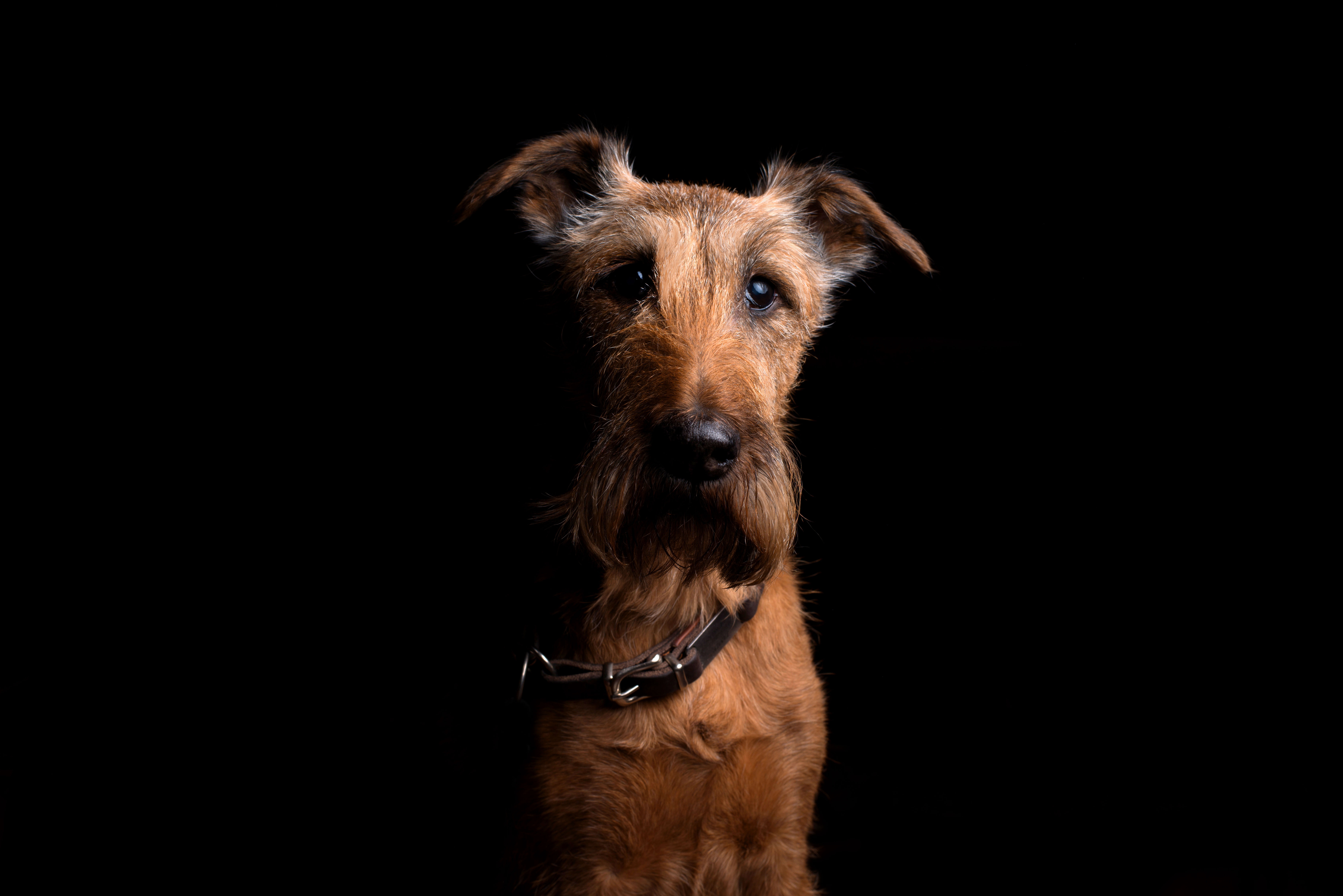 Download mobile wallpaper Muzzle, Sight, Opinion, Collar, Irish Terrier, Dog, Animals for free.