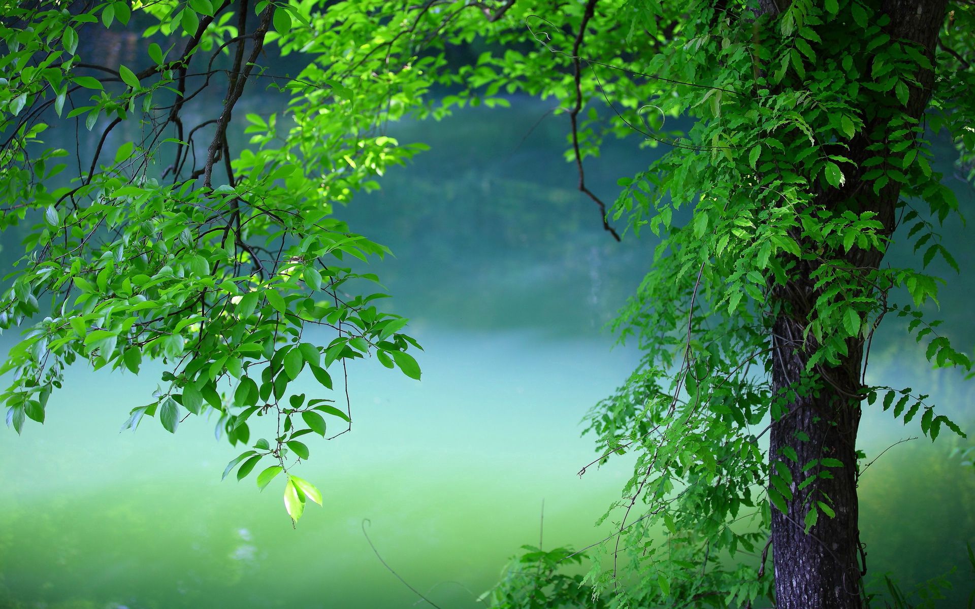 nature, tree, leaves, summer, wood wallpapers for tablet