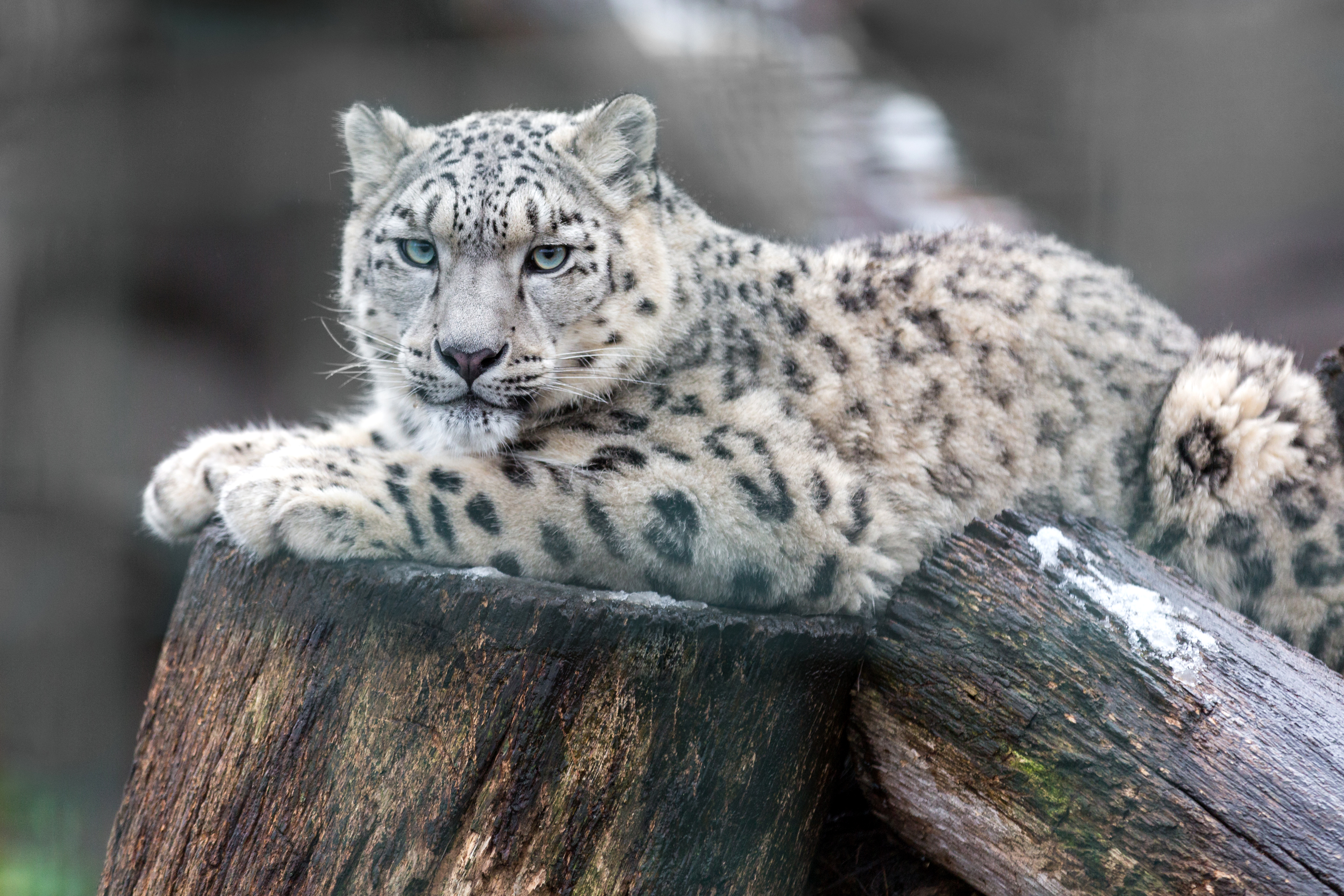 Сколько живут снежные барсы. Снежный Барс Ирбис. Ирбис и леопард. Снежный Барс леопард Snow Leopard Ирбис. Тянь Шанский снежный Барс.