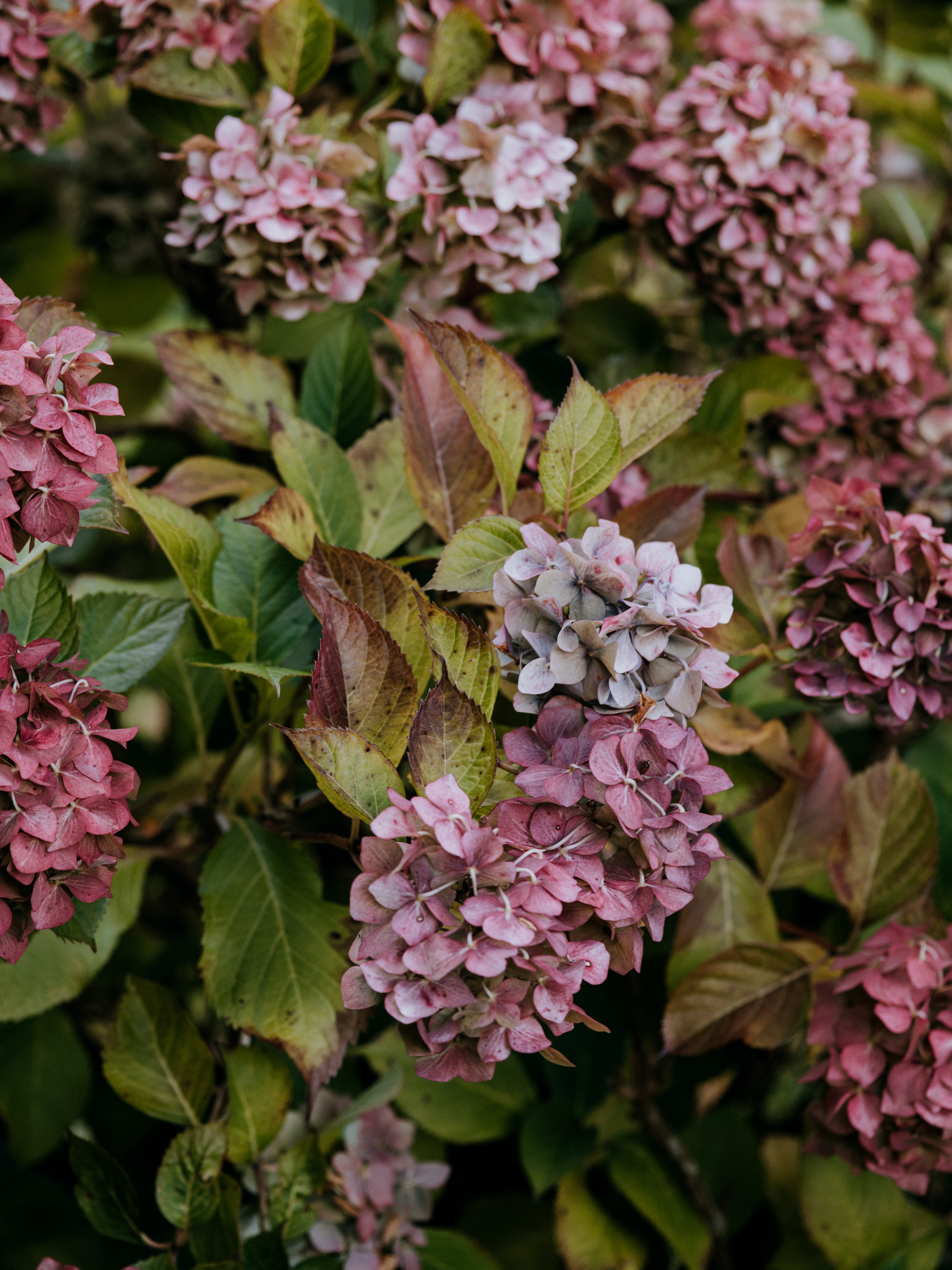 Laden Sie das Lilac, Makro, Lila, Blütenstand, Blütenstände, Blumen-Bild kostenlos auf Ihren PC-Desktop herunter