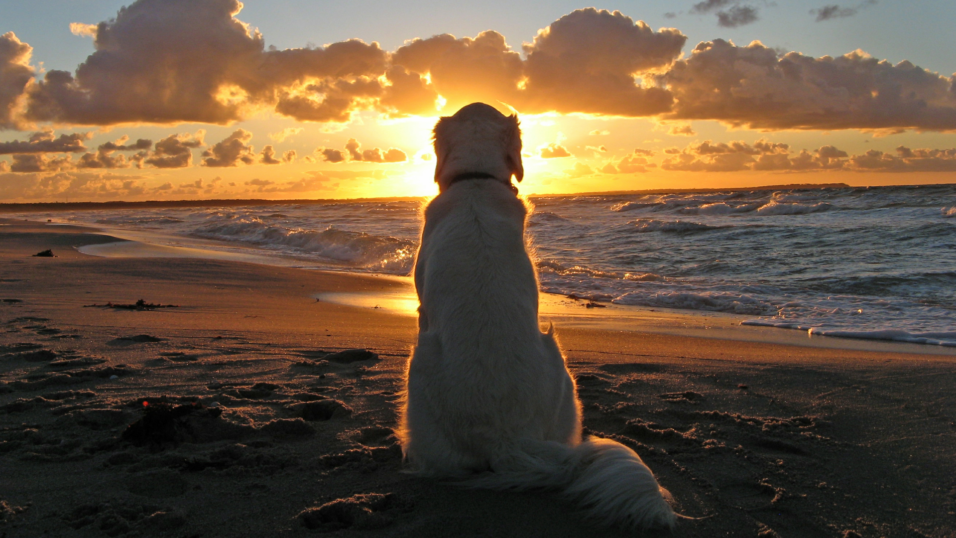 dogs, golden retriever, animal, sunset, beach, dog Full HD