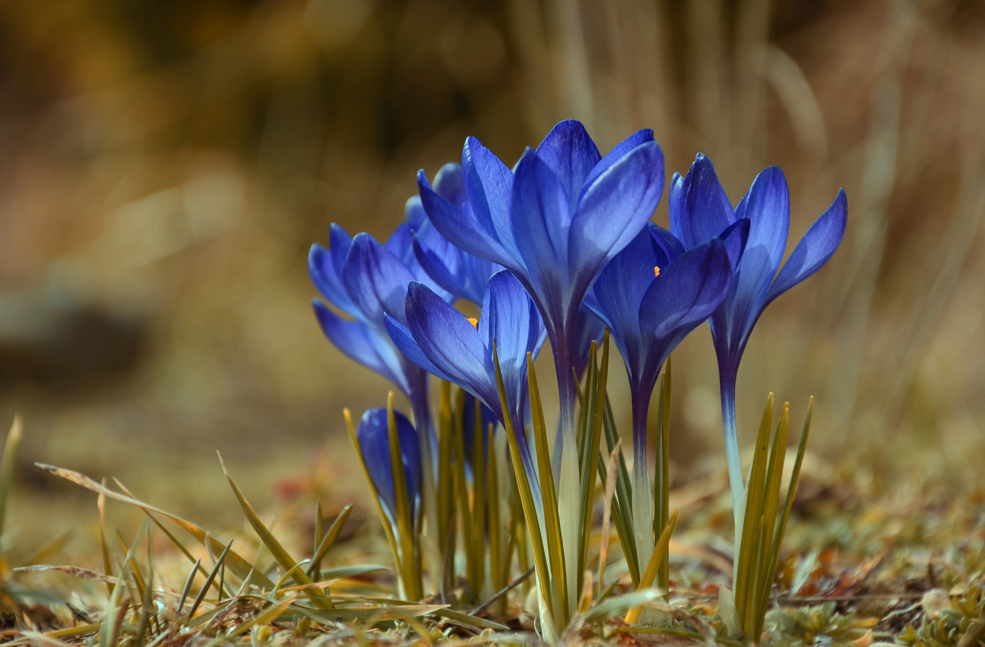Шафран цветок синий