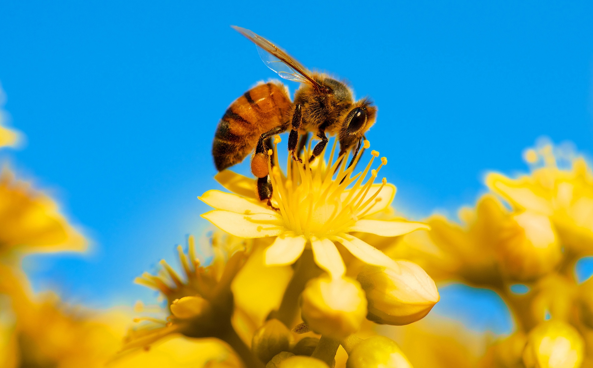 Дикая медоносная пчела