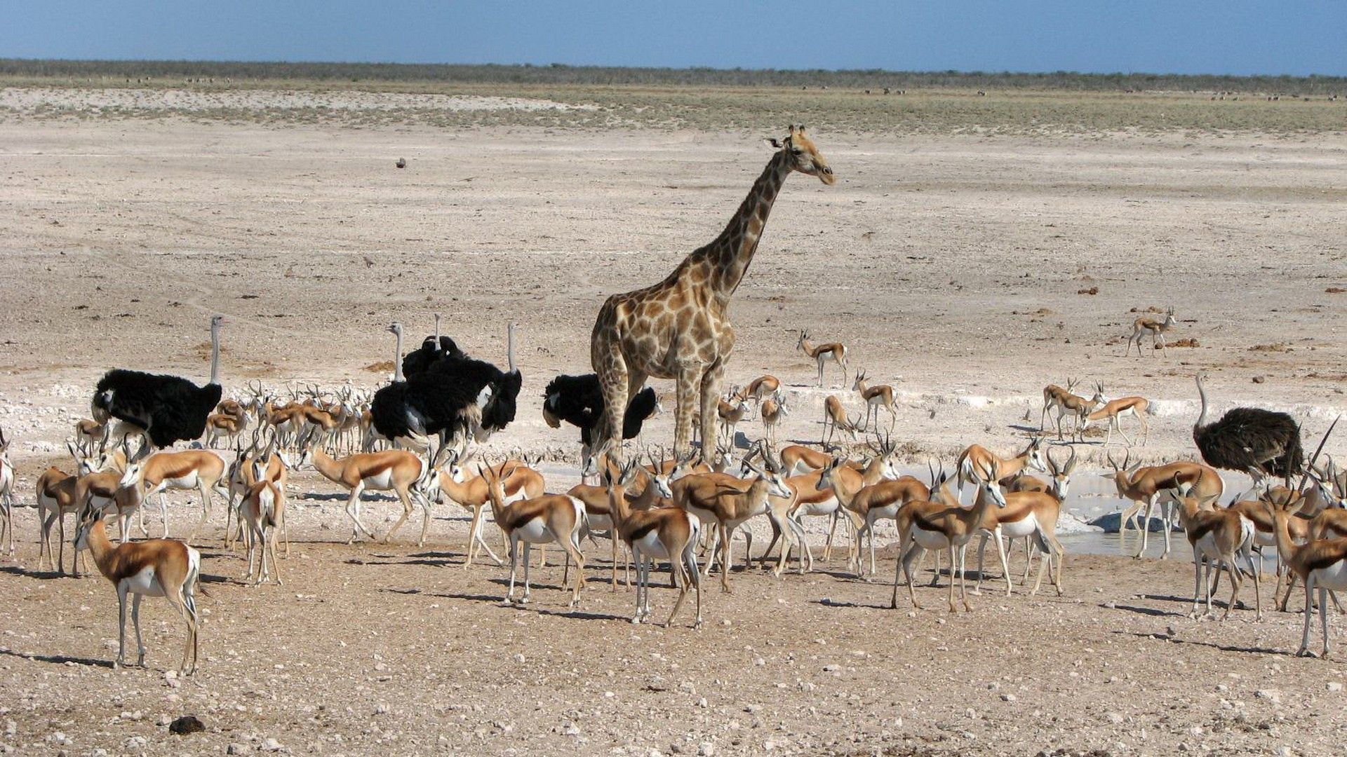 Handy-Wallpaper Wüste, Spaziergang, Bummel, Tiere, Giraffe, Strauß, Afrika kostenlos herunterladen.