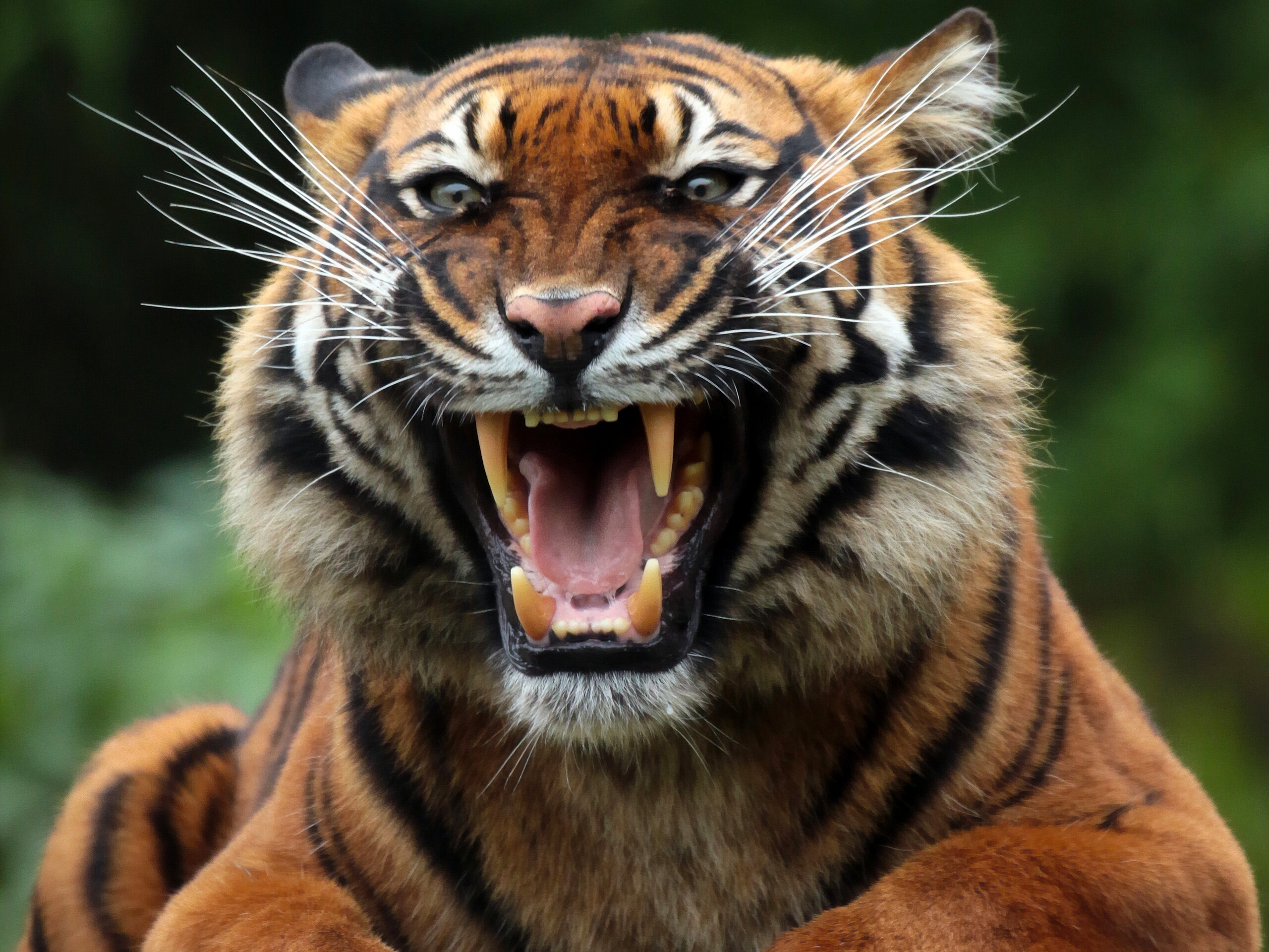 89449 скачать картинку тигр, оскал, дикая кошка, животные, хищник - обои и заставки бесплатно