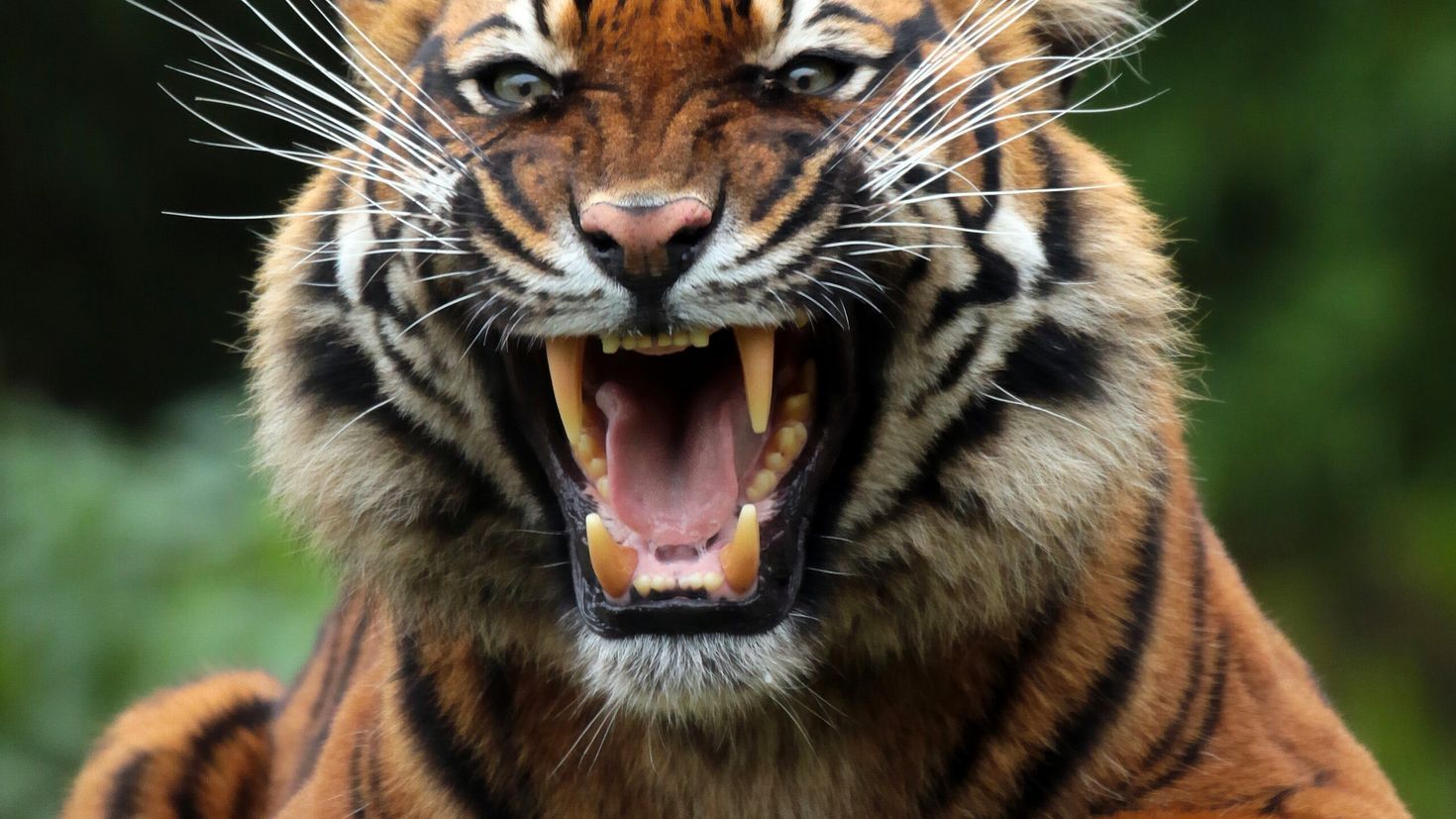 Заставка на телефон оскал. Тигр оскал 4k. Хищные звери тигр. Уссурийский тигр. Тигр Уссурийский Аскал.