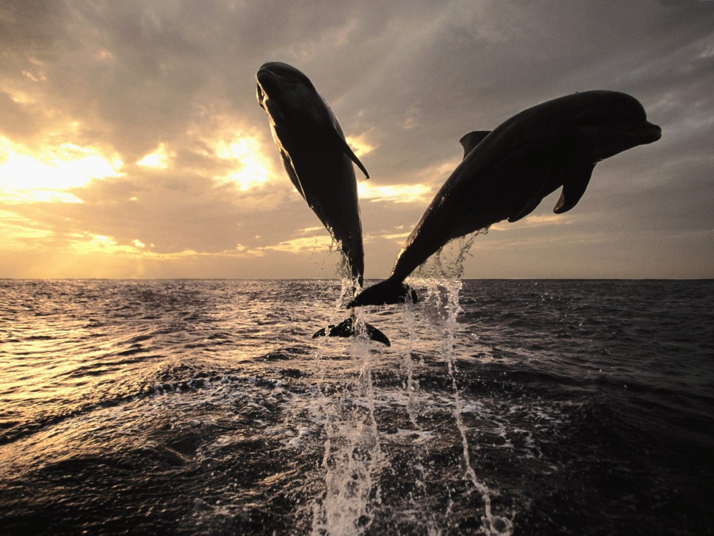 46054 Hintergrundbild herunterladen delfine, tiere, sea, orange - Bildschirmschoner und Bilder kostenlos