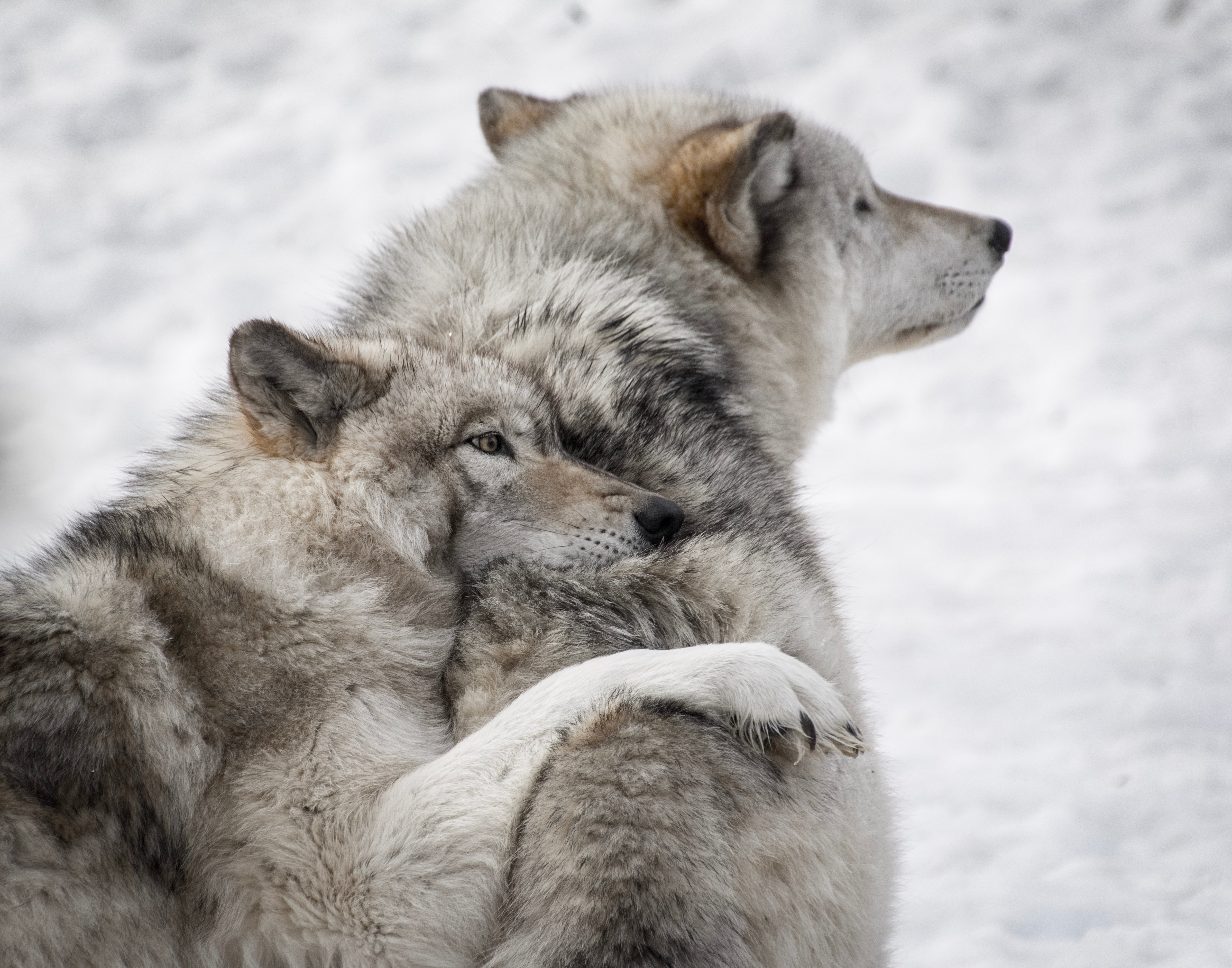wolfs, animals, dogs, couple, pair, wildlife, care
