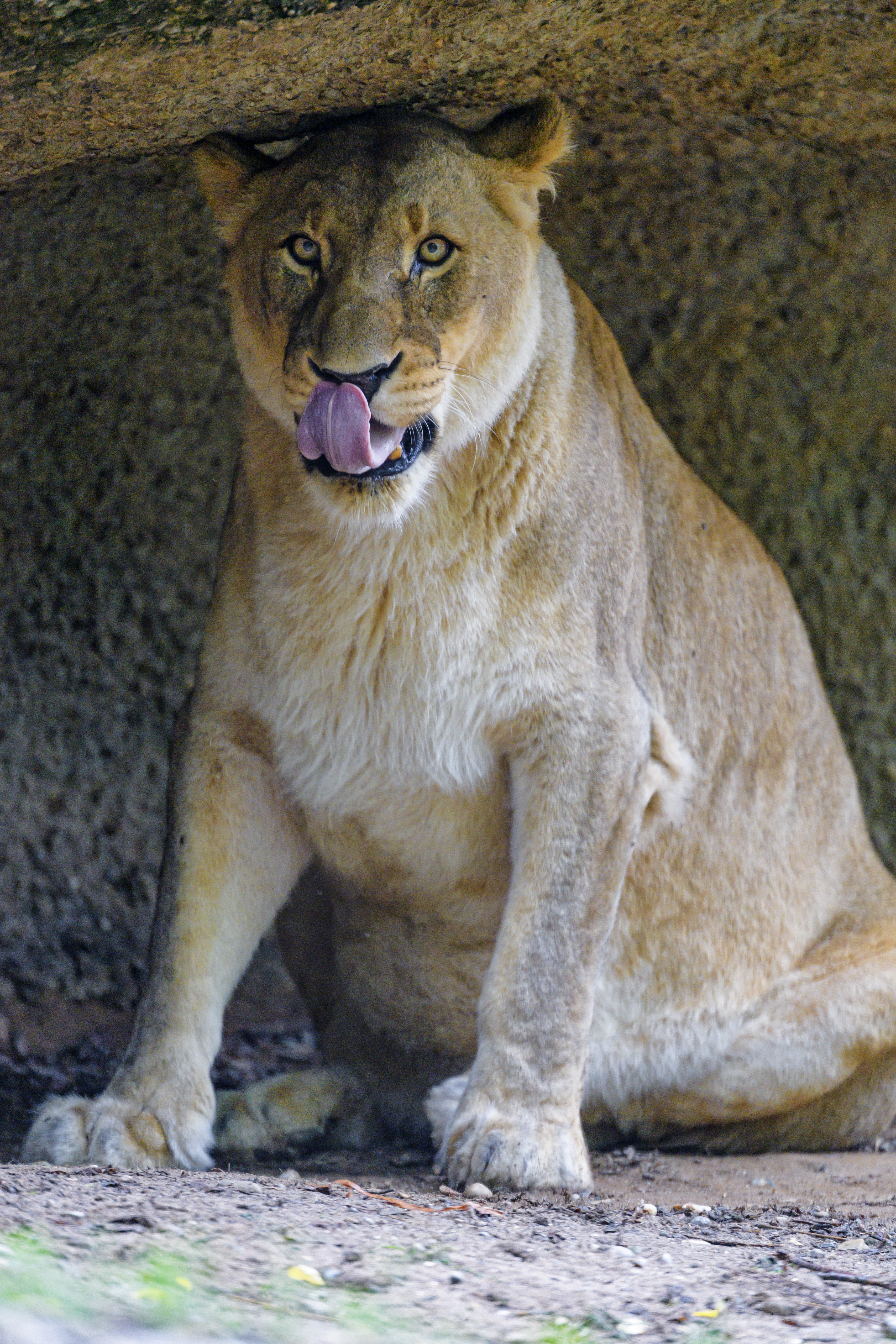 Download mobile wallpaper Sight, Protruding Tongue, Tongue Stuck Out, Opinion, Predator, Animals, Big Cat, Lioness for free.