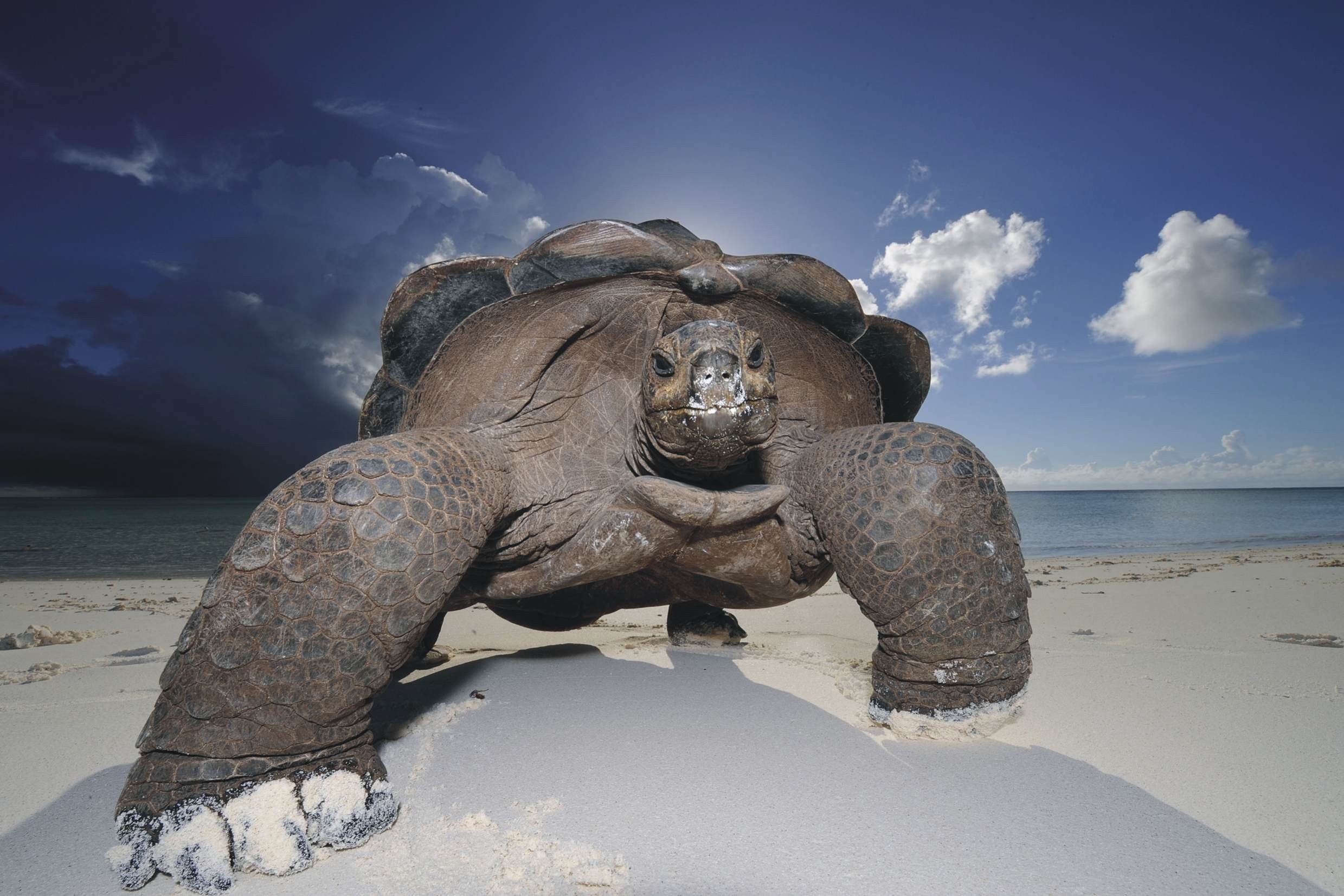 204026 Hintergrundbild herunterladen tiere, landschildkröten, schildkröten - Bildschirmschoner und Bilder kostenlos