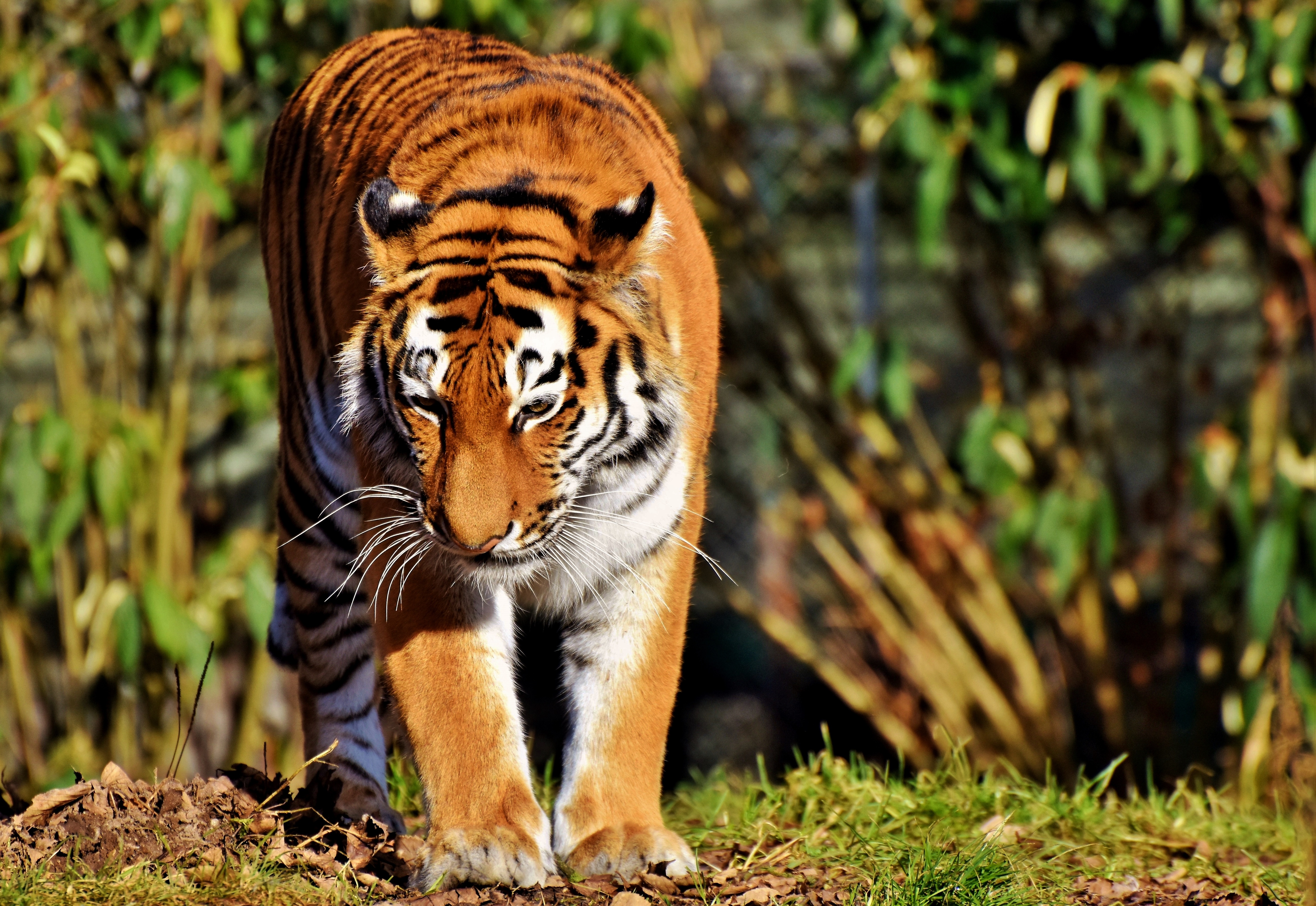 Animal Tiger HD Wallpaper