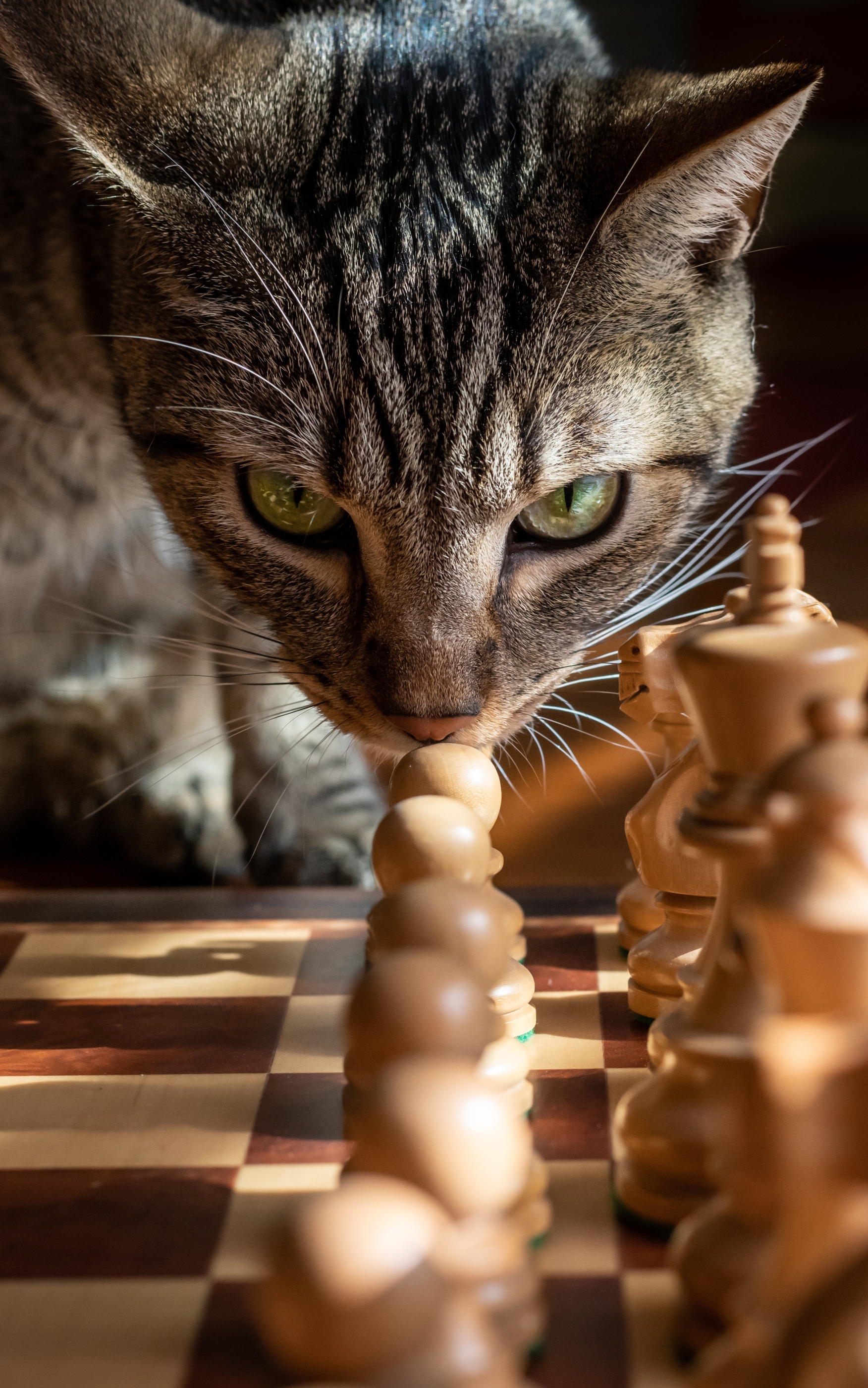 1189551 免費下載壁紙 动物, 猫, 棋, 国际象棋 屏保和圖片