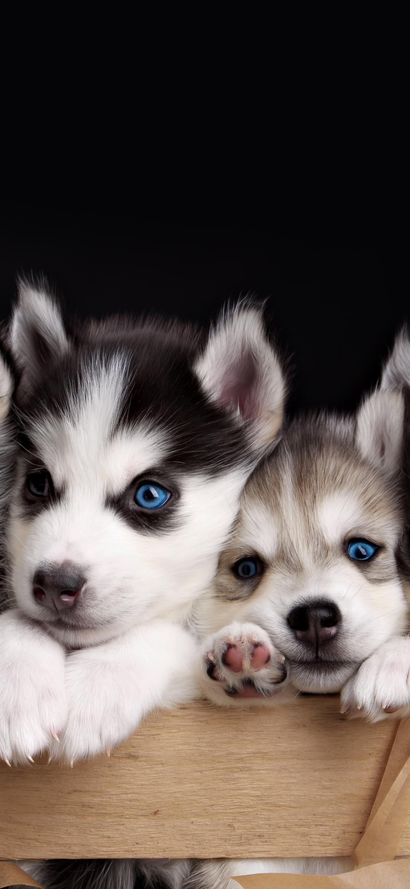 1159275 baixar papel de parede cachorro, animais, husky, bonitinho, fofo, olhos azuis, filhote, cão, cães - protetores de tela e imagens gratuitamente