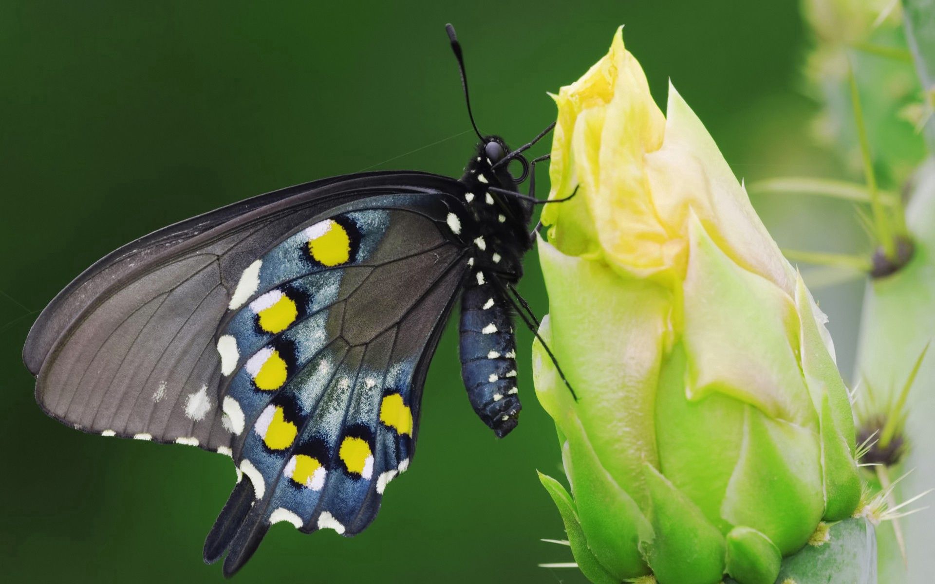 Free download wallpaper Flower, Macro, Sit, Spotted, Spotty, Butterfly on your PC desktop
