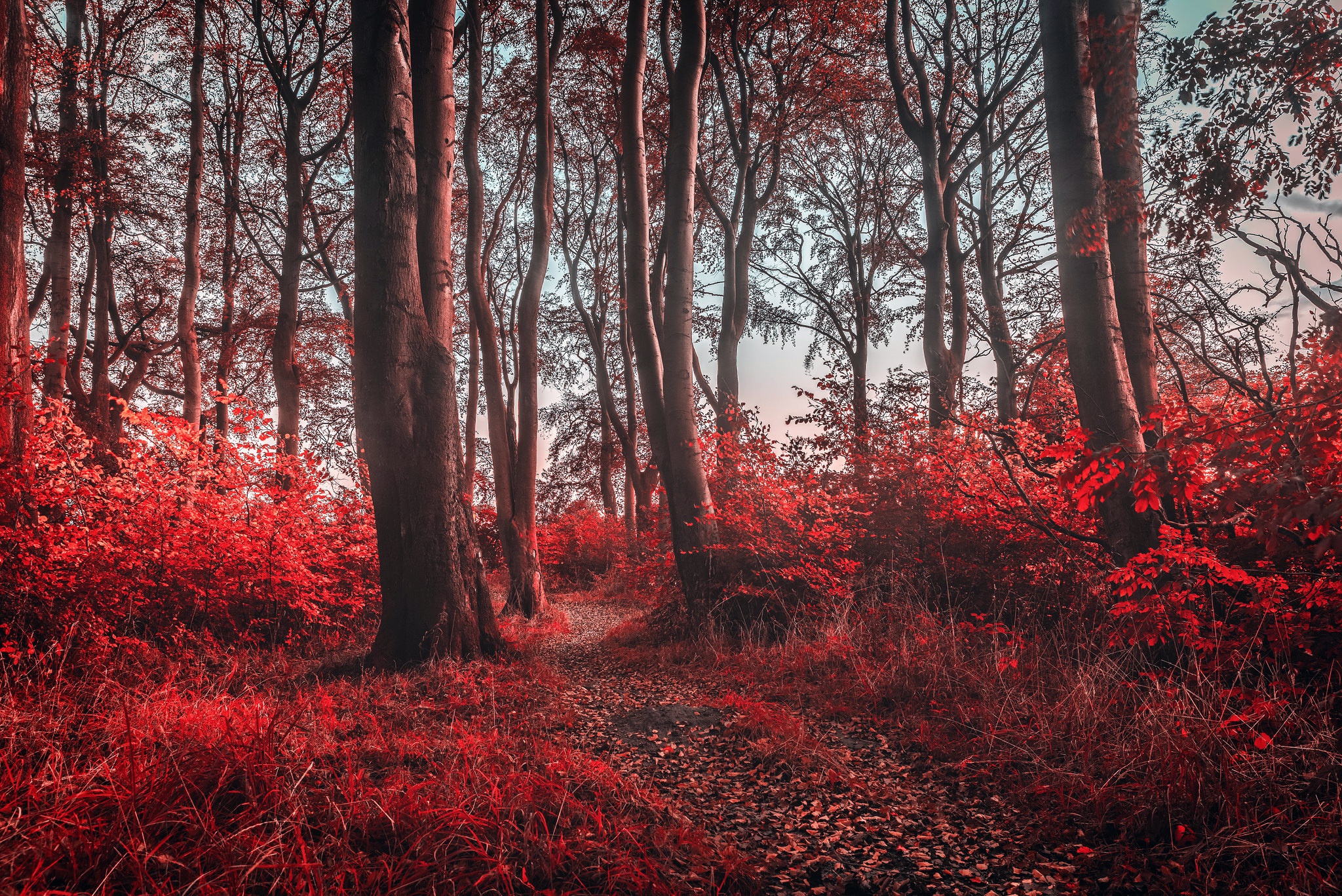 Красивое красное дерево. Роминтенская пуща (красный лес). Красное дерево. Мрачный пейзаж. Красная осень.