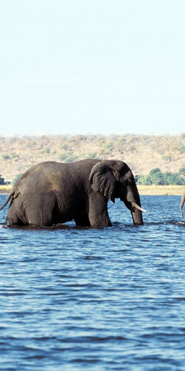 Elephant river. Слон на море. Слониха на море. Слон река. Слон пьет воду хоботом.