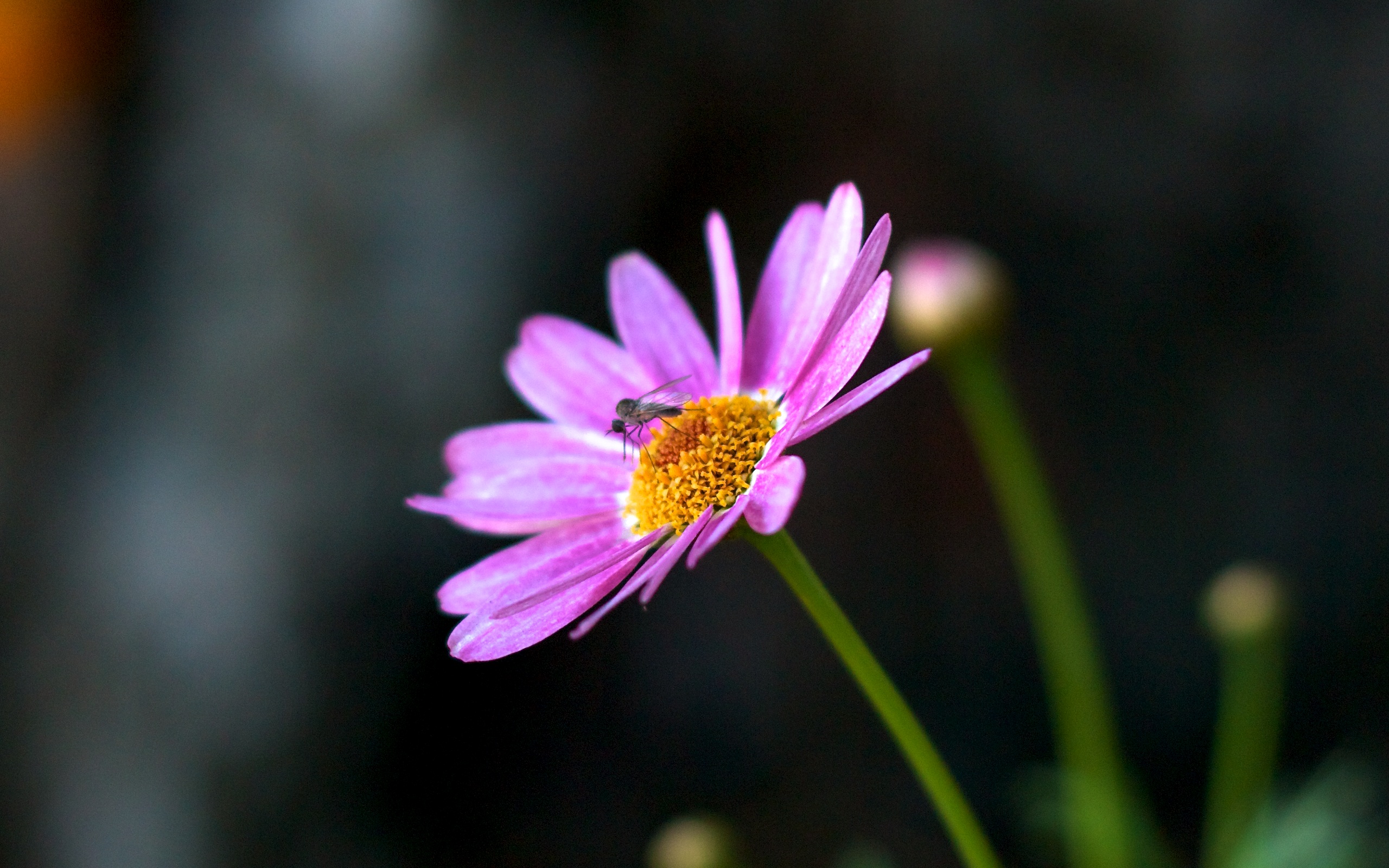pink flower, flower, flowers, earth, daisy, mosquito