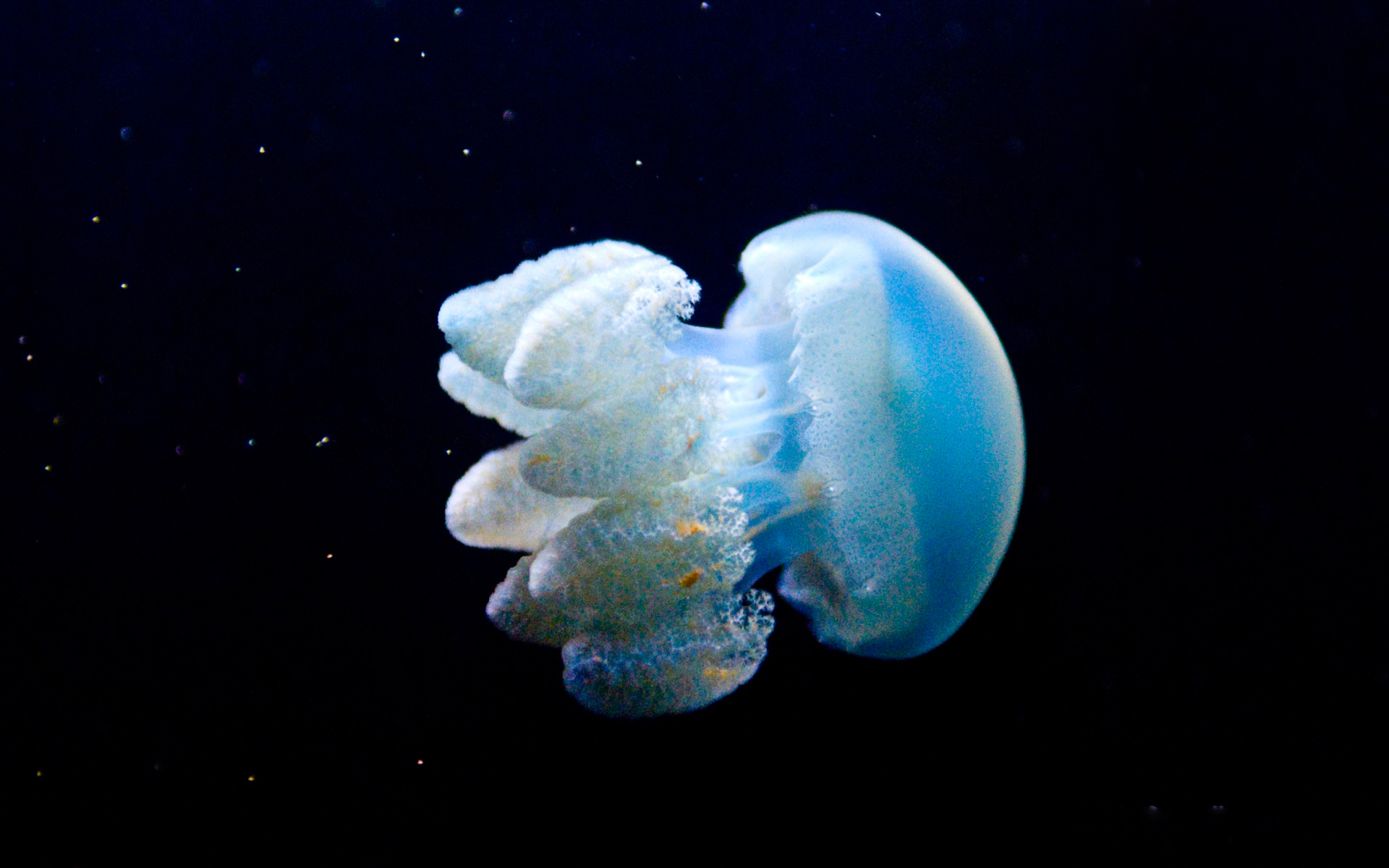 Медуза (биология)