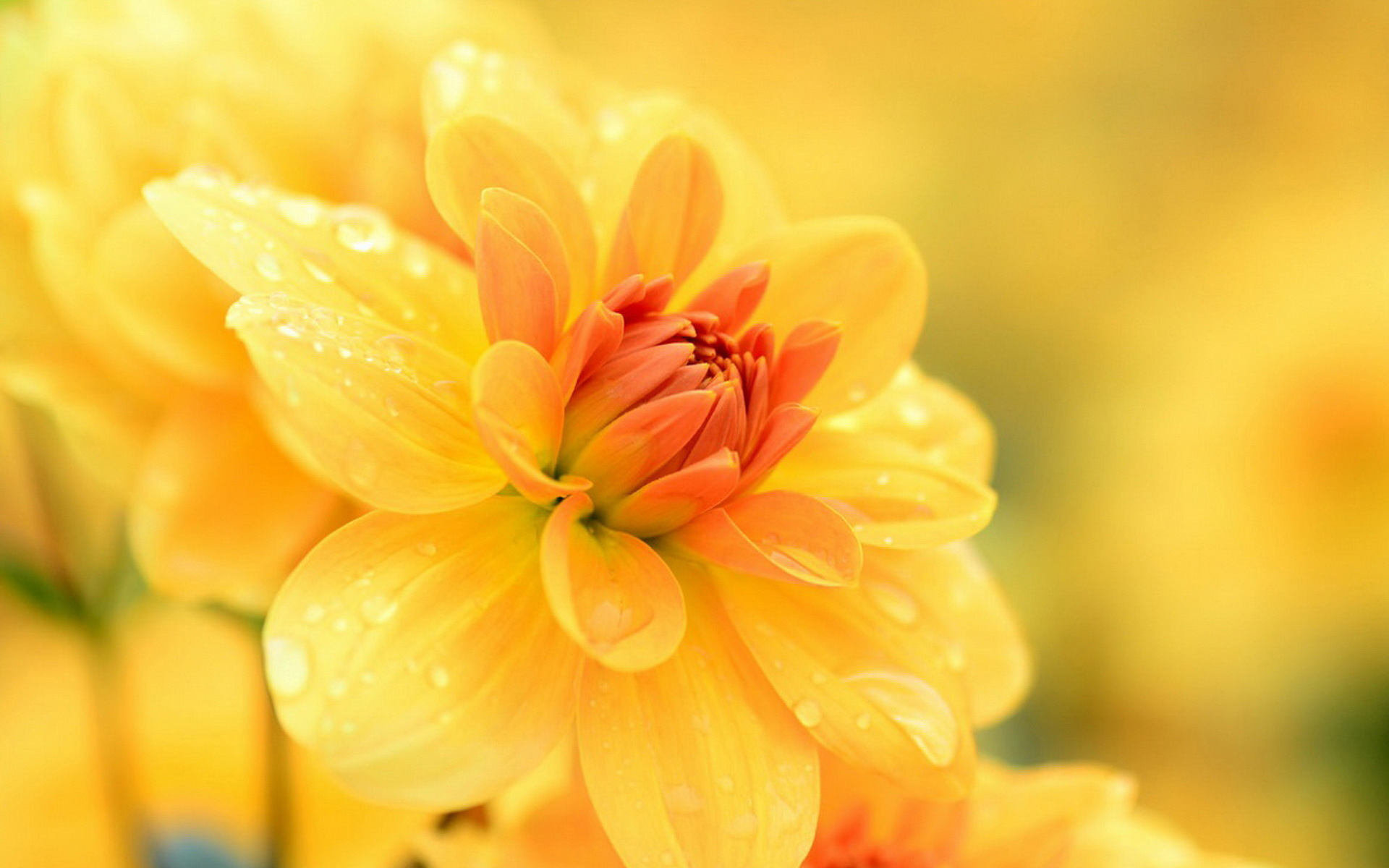 Download mobile wallpaper Flowers, Flower, Earth, Dahlia, Yellow Flower, Water Drop for free.