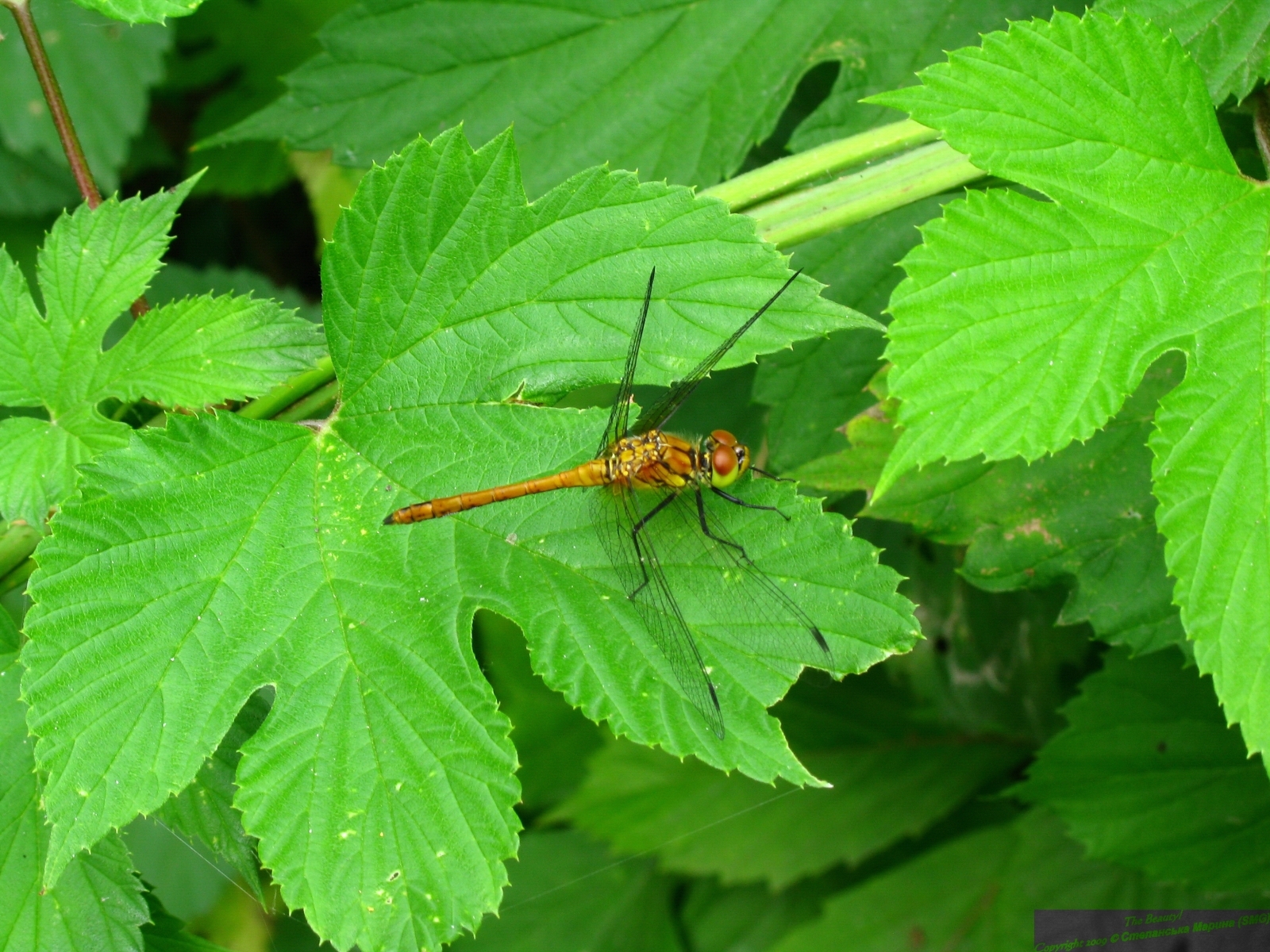 Download mobile wallpaper Dragonflies, Leaves, Insects for free.