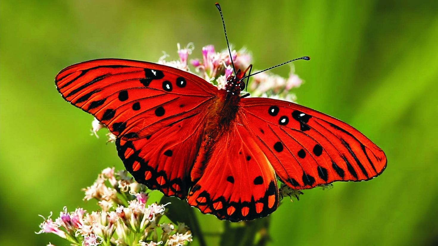 Рисунки красивые бабочек животных