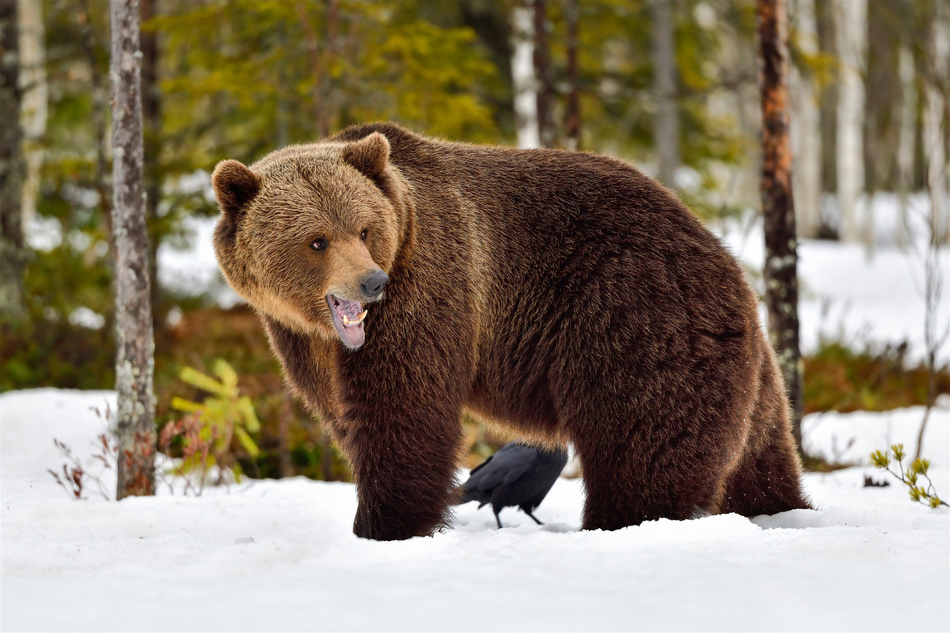 Бурый медведь зима