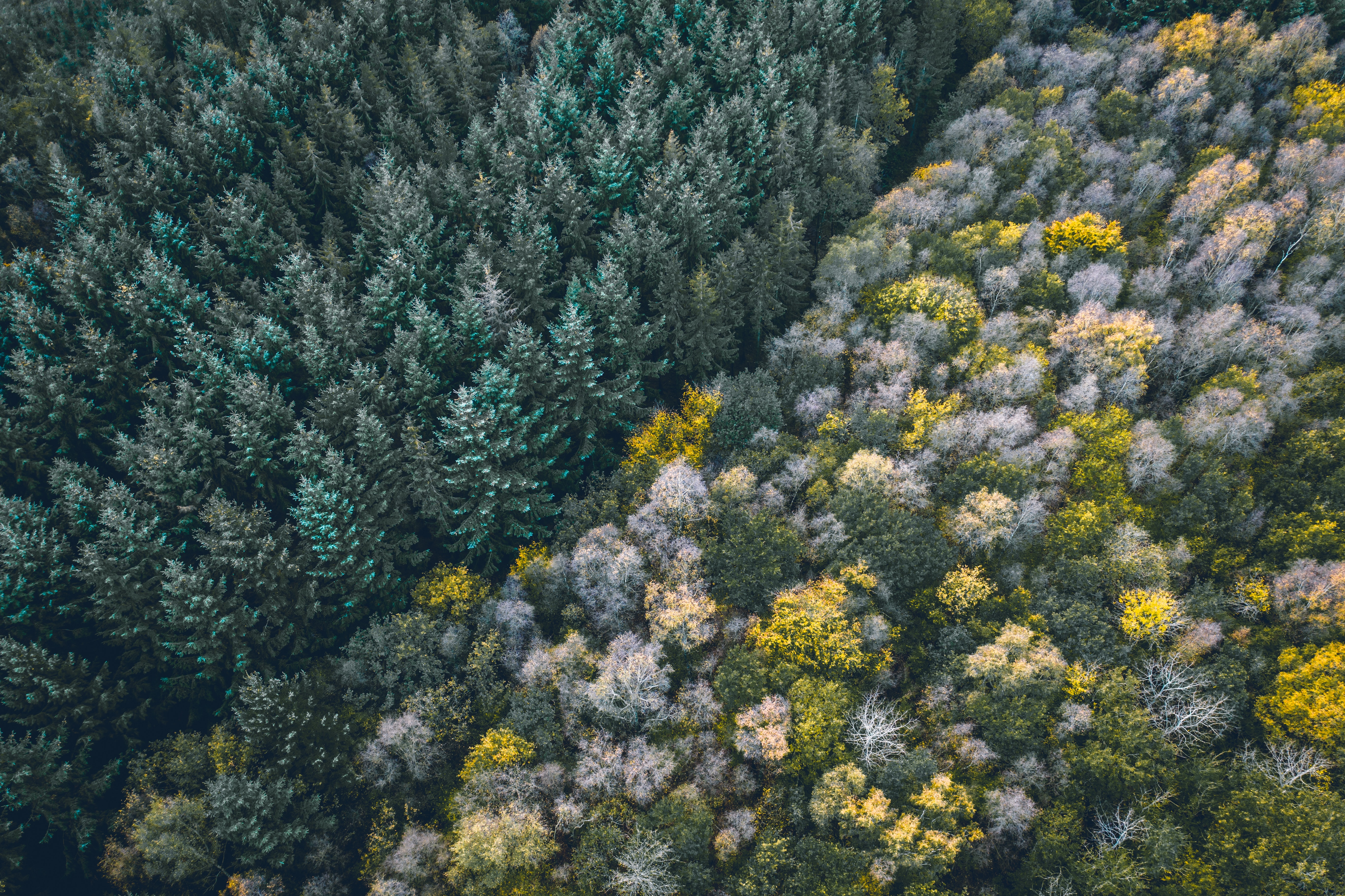 Free download wallpaper Trees, View From Above, Top, Tops, Border, Forest, Nature on your PC desktop