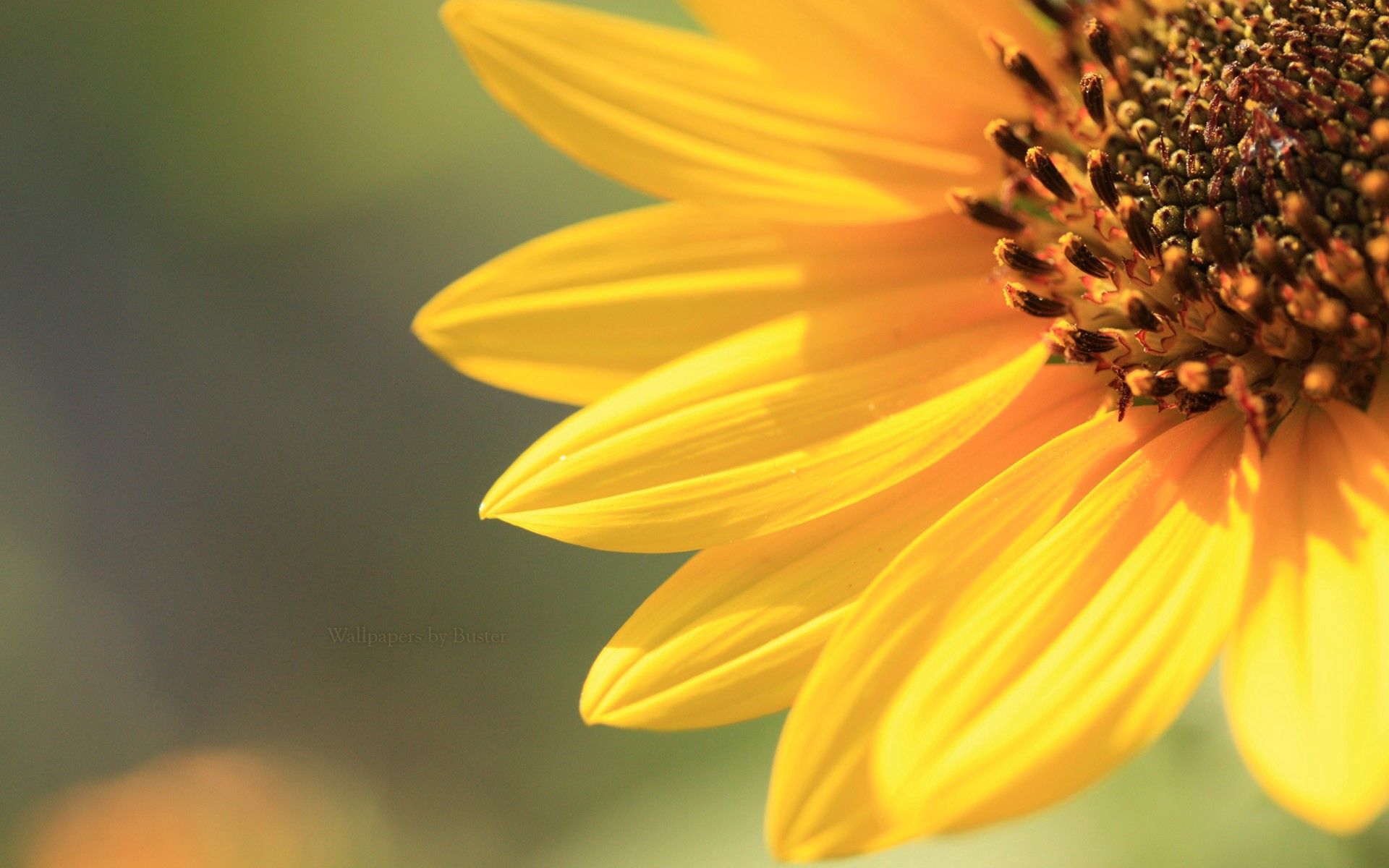 Laden Sie das Makro, Licht, Hell, Blütenblätter, Scheinen, Sonnenblume, Hintergrund-Bild kostenlos auf Ihren PC-Desktop herunter