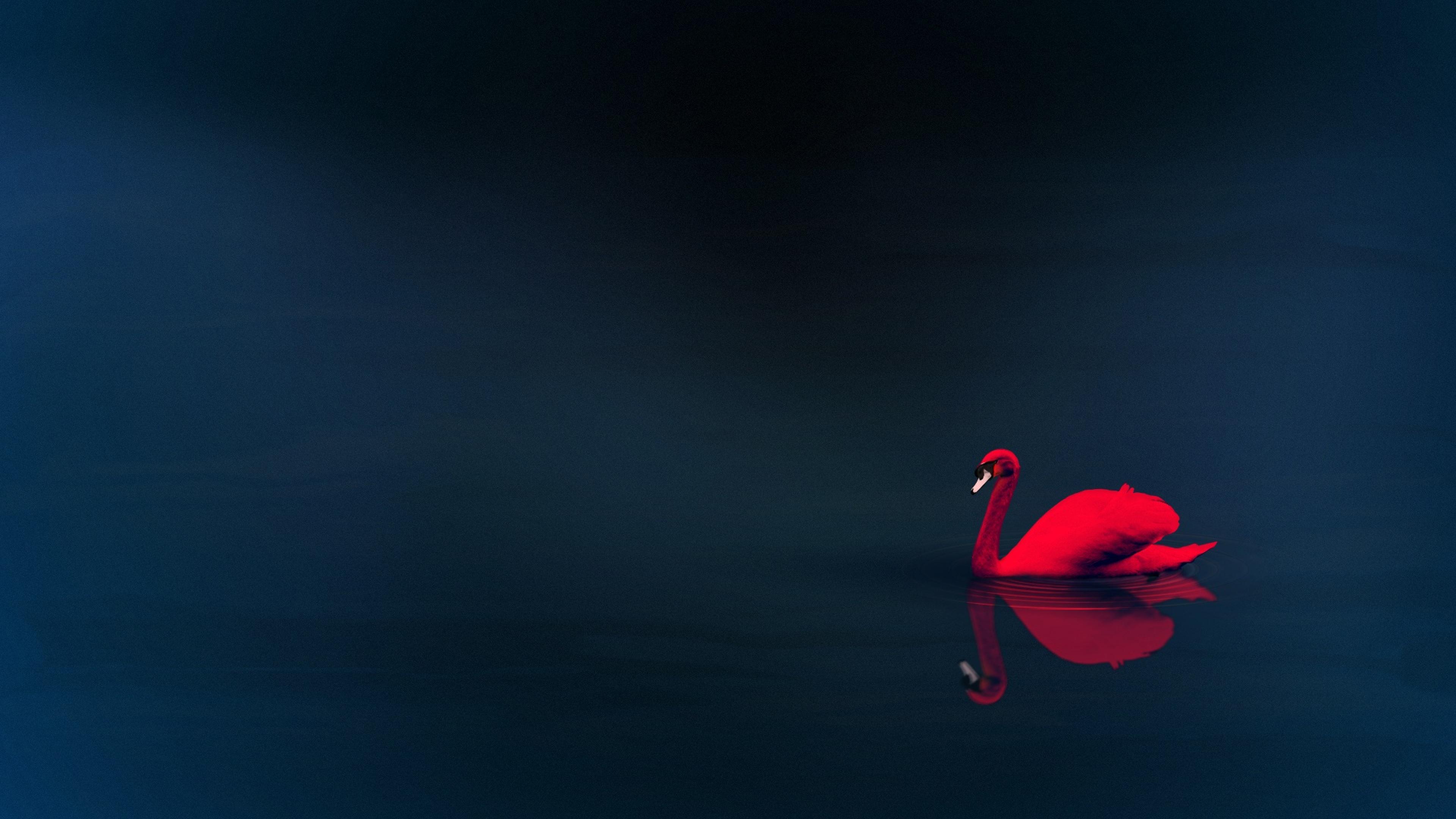animal, swan, minimalist, red, birds HD wallpaper