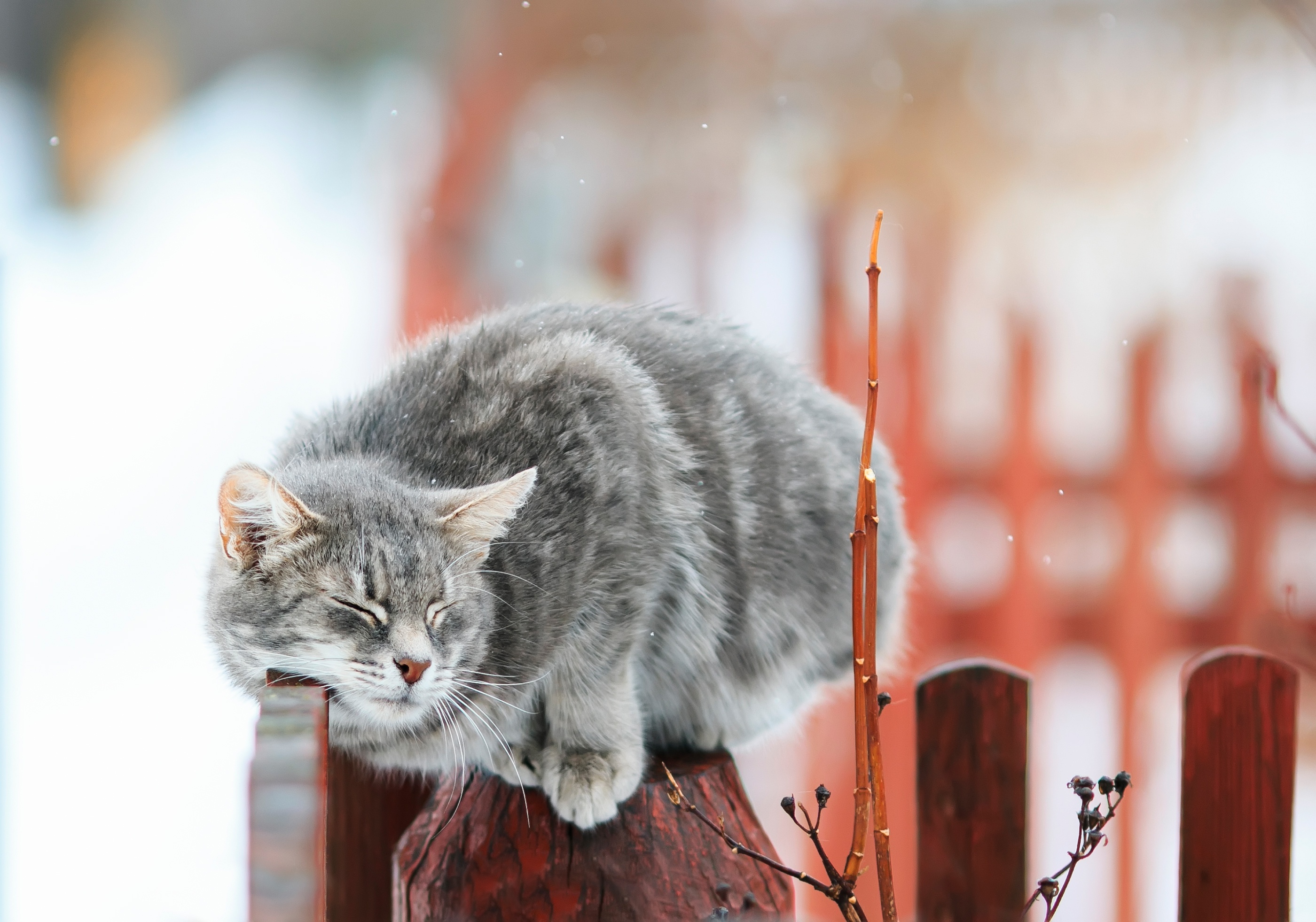 Кошка сидит на заборе