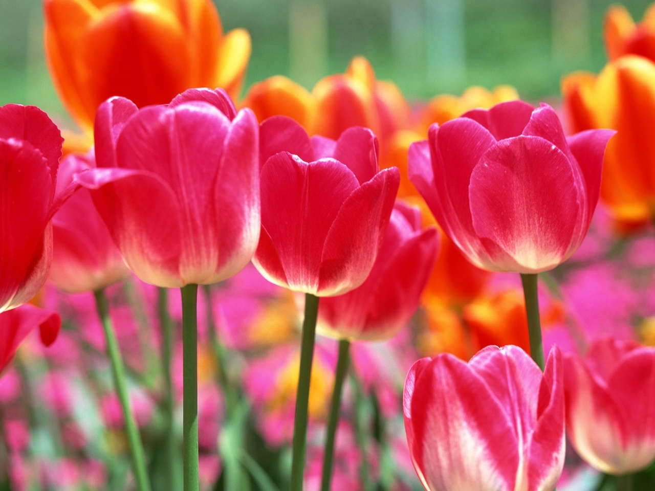 Téléchargez des papiers peints mobile Tulipes, Plantes, Fleurs gratuitement.