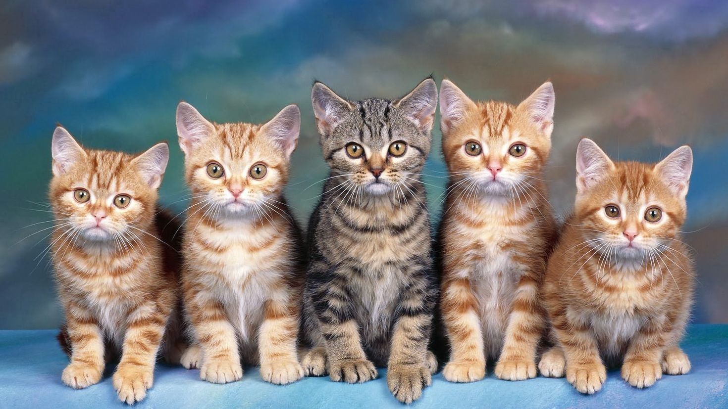 Фото кошек и котят разных пород