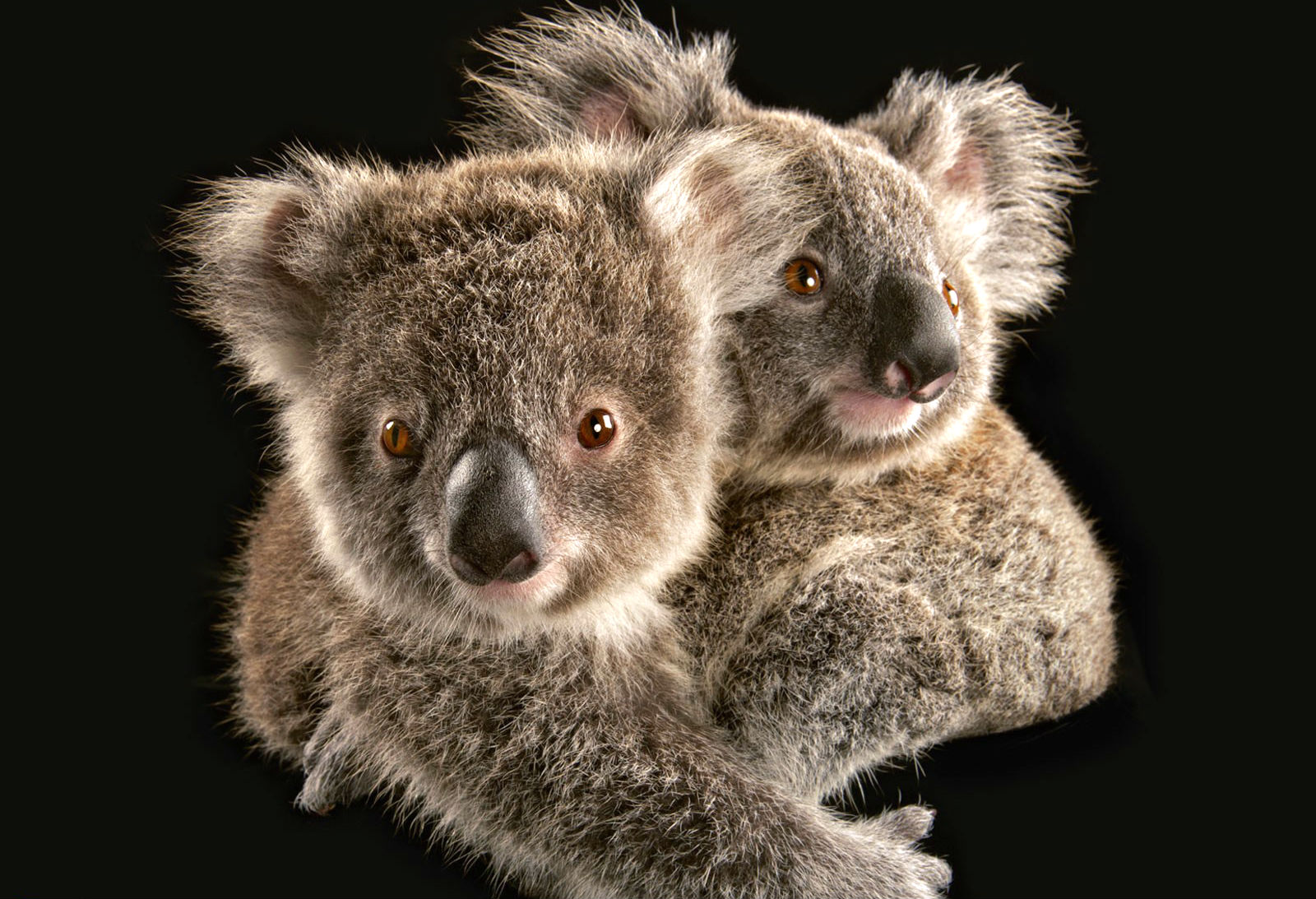 animal, koala phone background