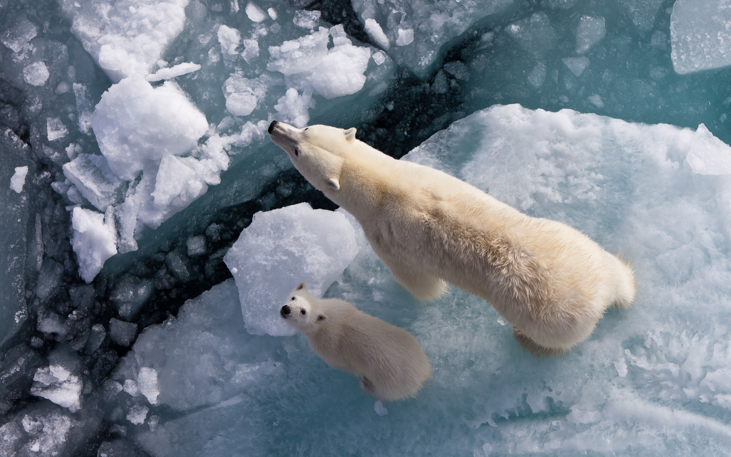 Белые медведи во льдах Северного Ледовитого океана