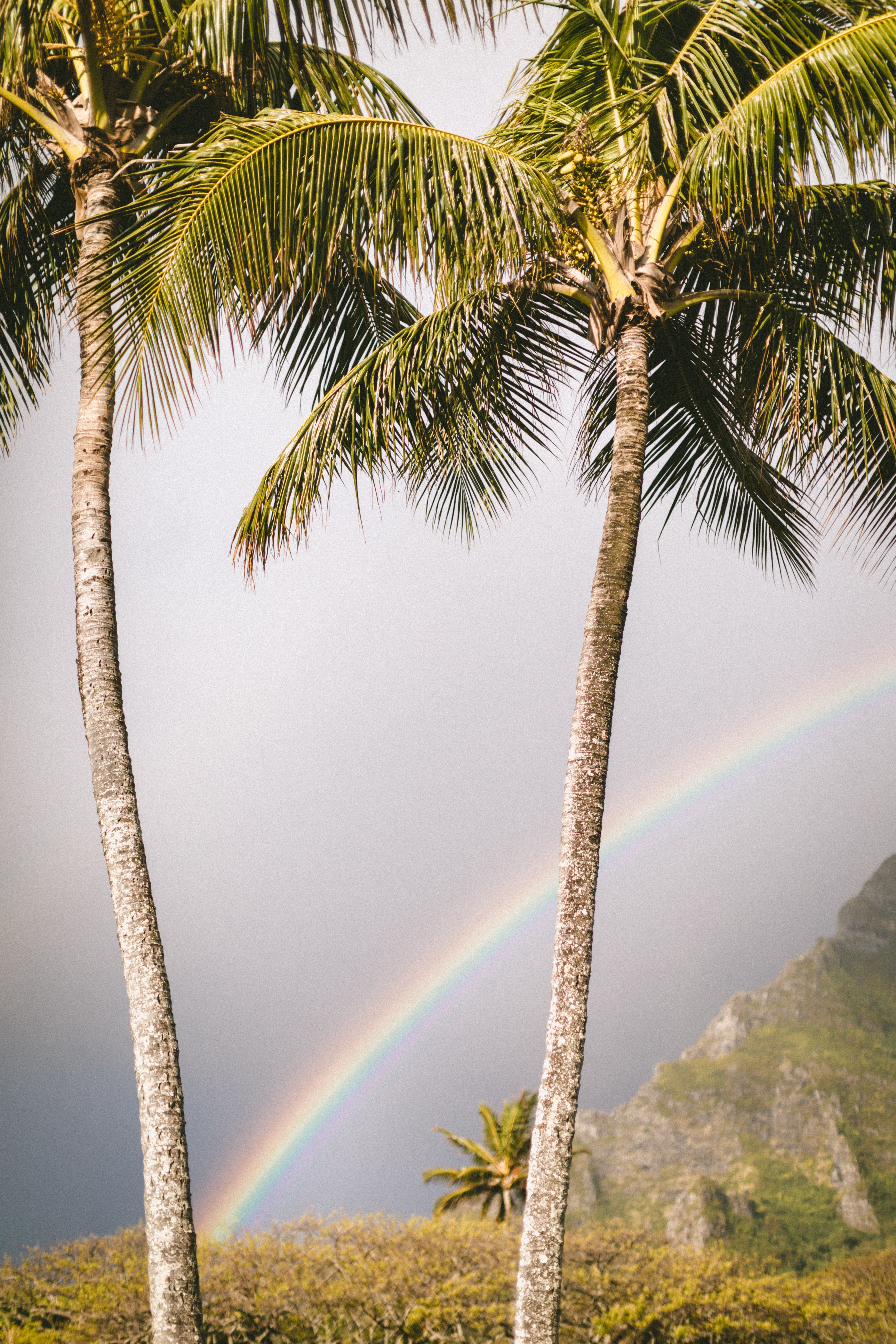 rainbow, nature, palms, summer