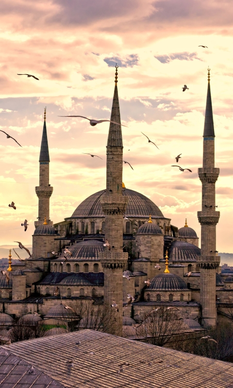 1135684 Hintergrundbild herunterladen religiös, süleymaniye moschee, istanbul, möwe, seemöve, truthahn, türkei, moscheen - Bildschirmschoner und Bilder kostenlos
