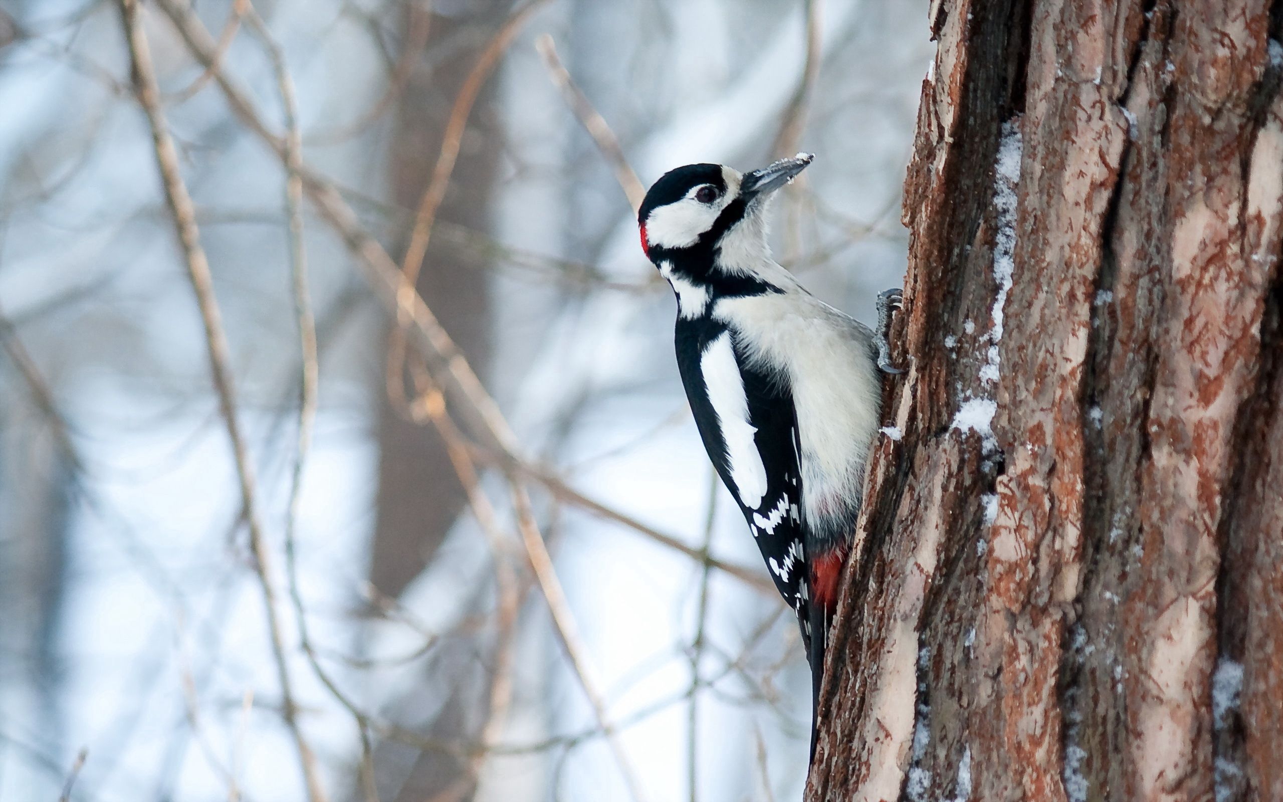 Download mobile wallpaper Woodpecker, Wood, Animals, Tree, Bird for free.