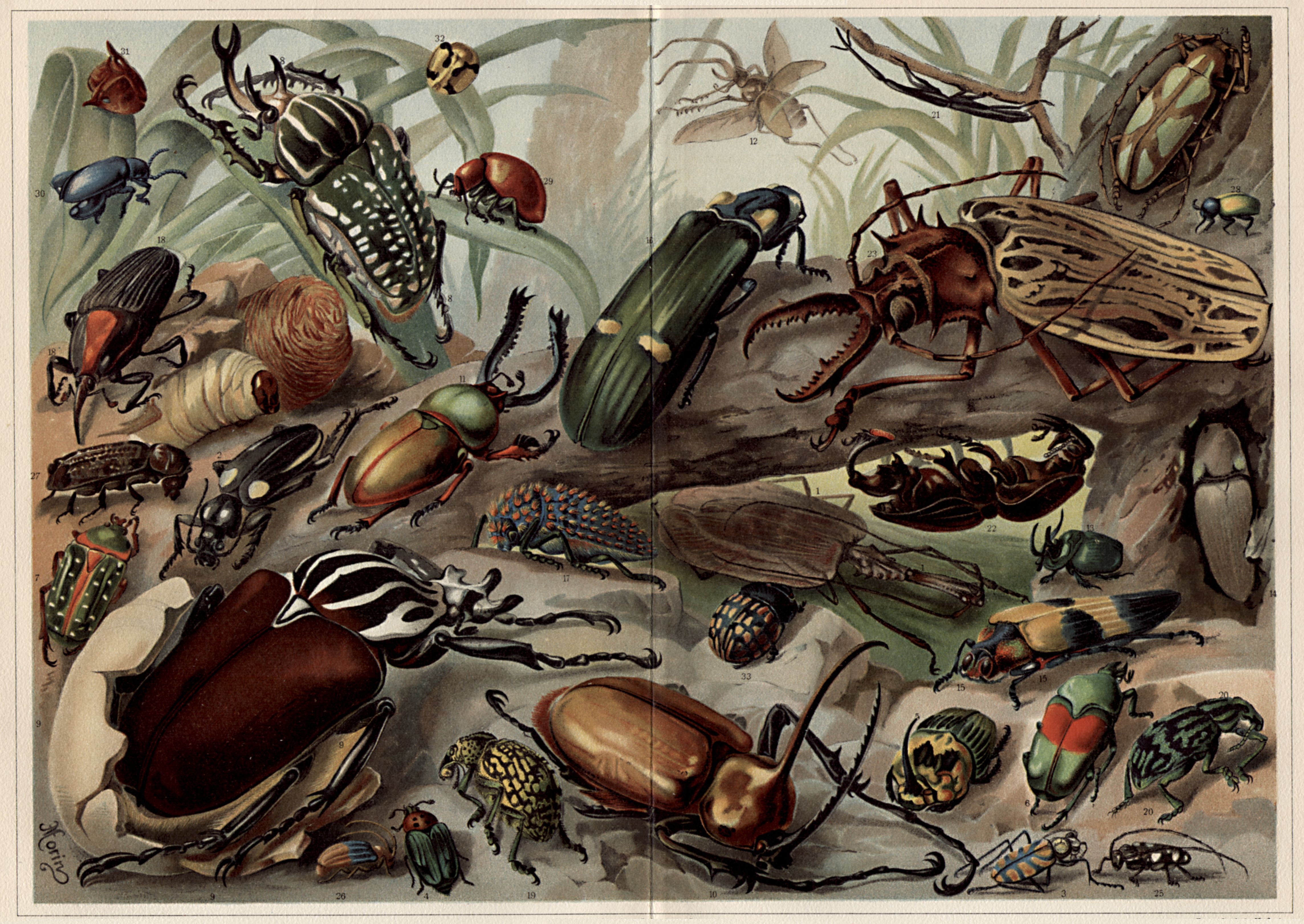 698515 Bild herunterladen tiere, käfer, insekt - Hintergrundbilder und Bildschirmschoner kostenlos