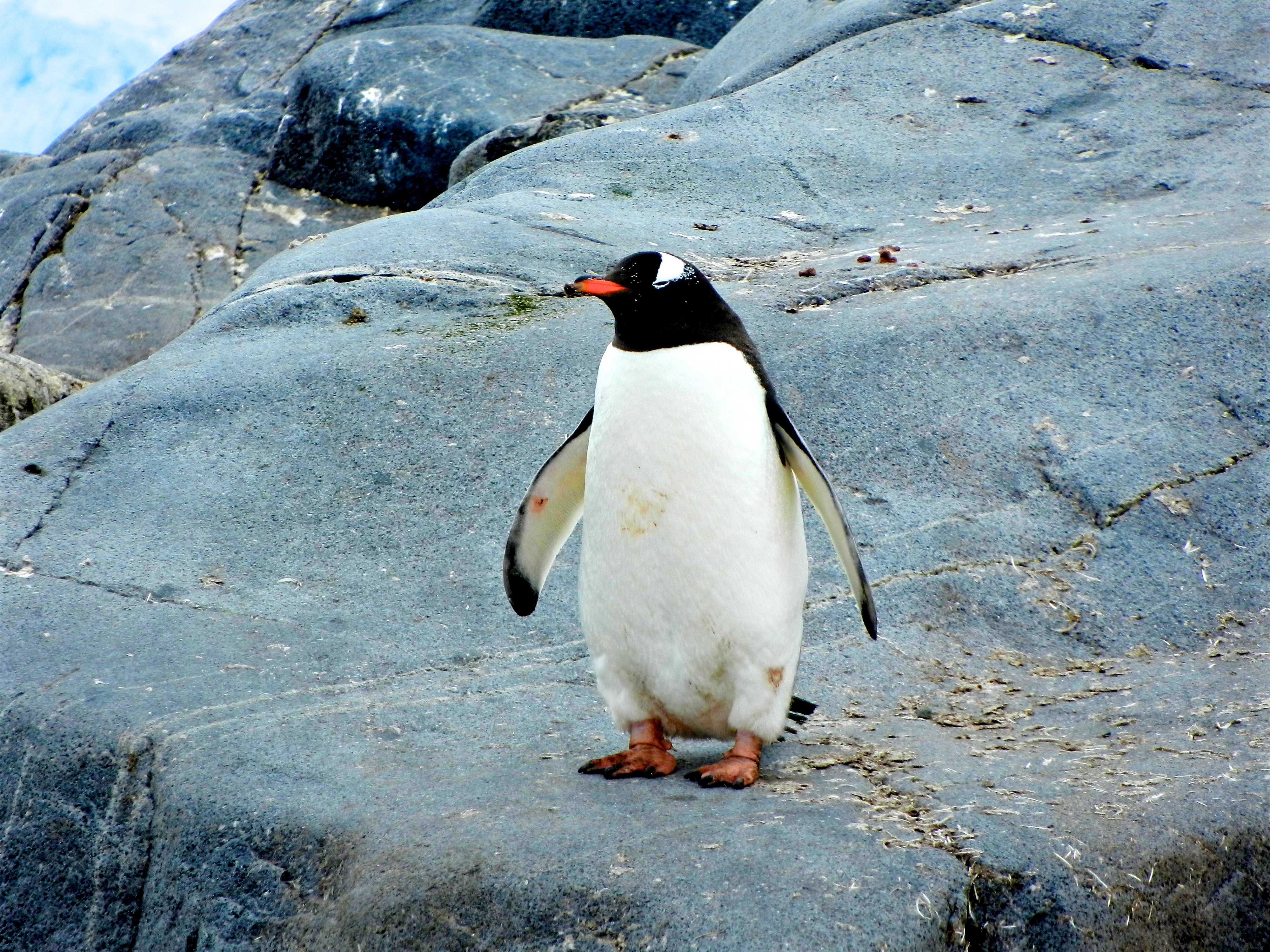 81536 скачать обои пингвин, камни, животные, птица - заставки и картинки бесплатно