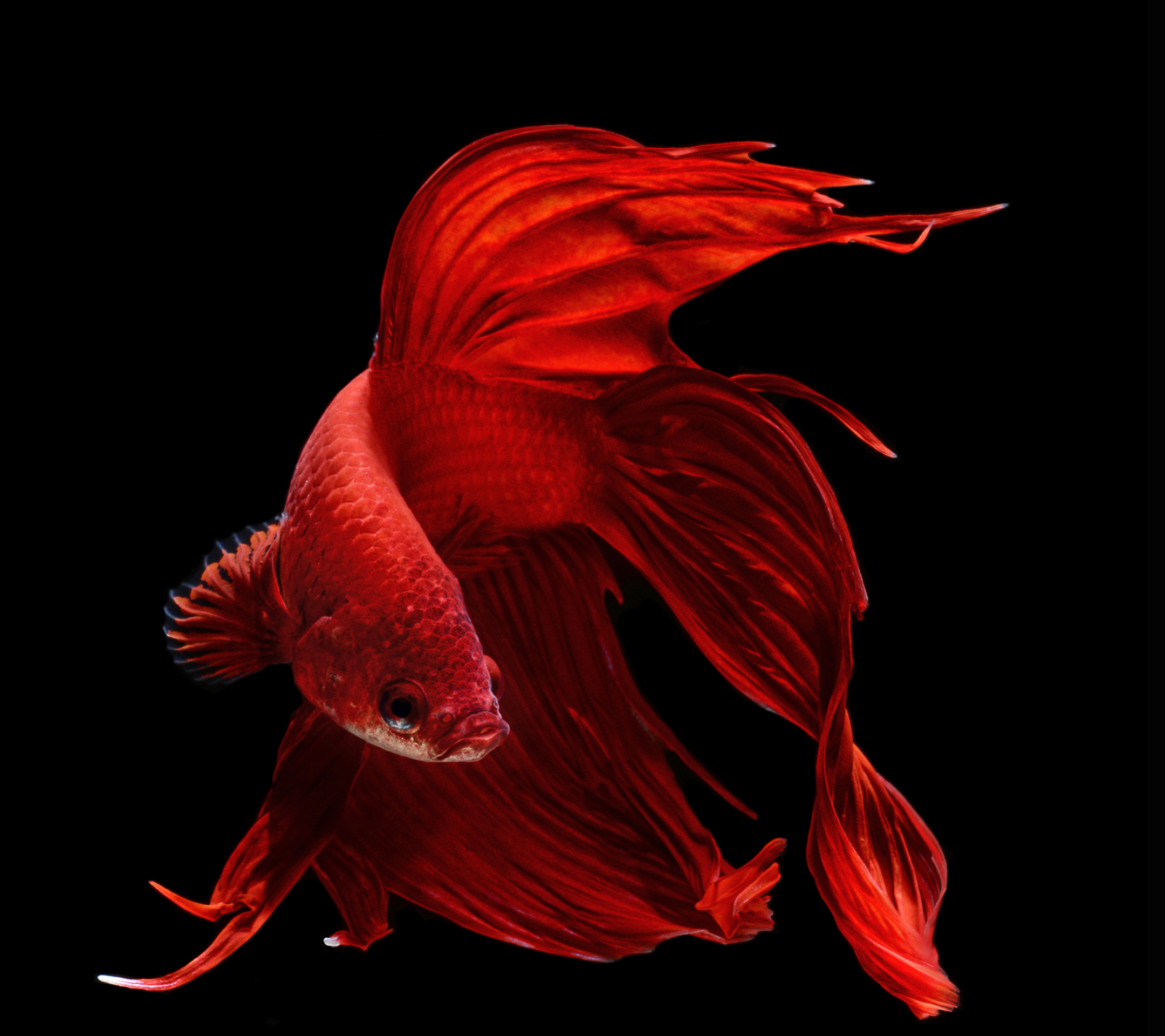 Рыбка петушок вуалевый красный