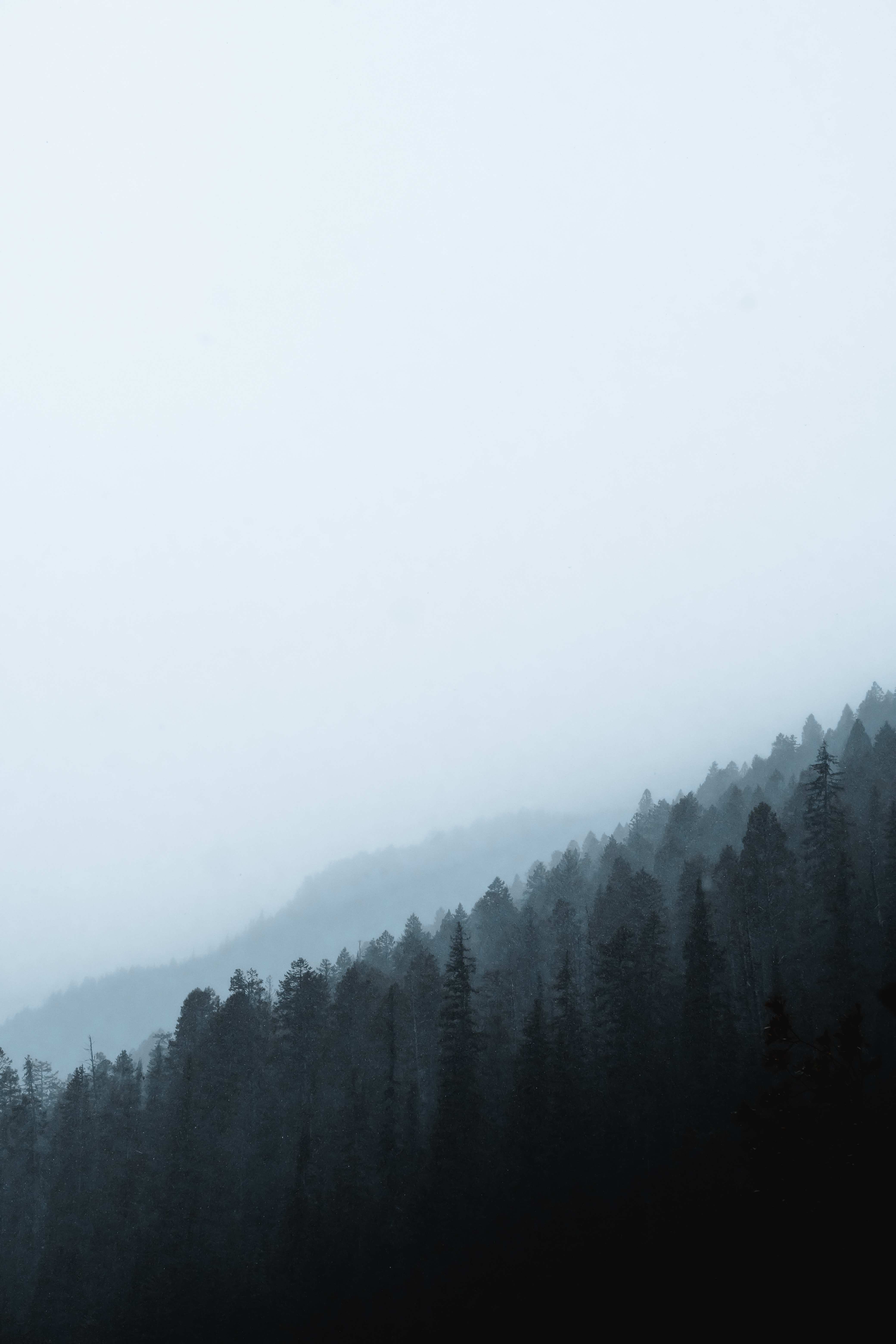 nature, pine, coniferous, forest, fog, slope Full HD