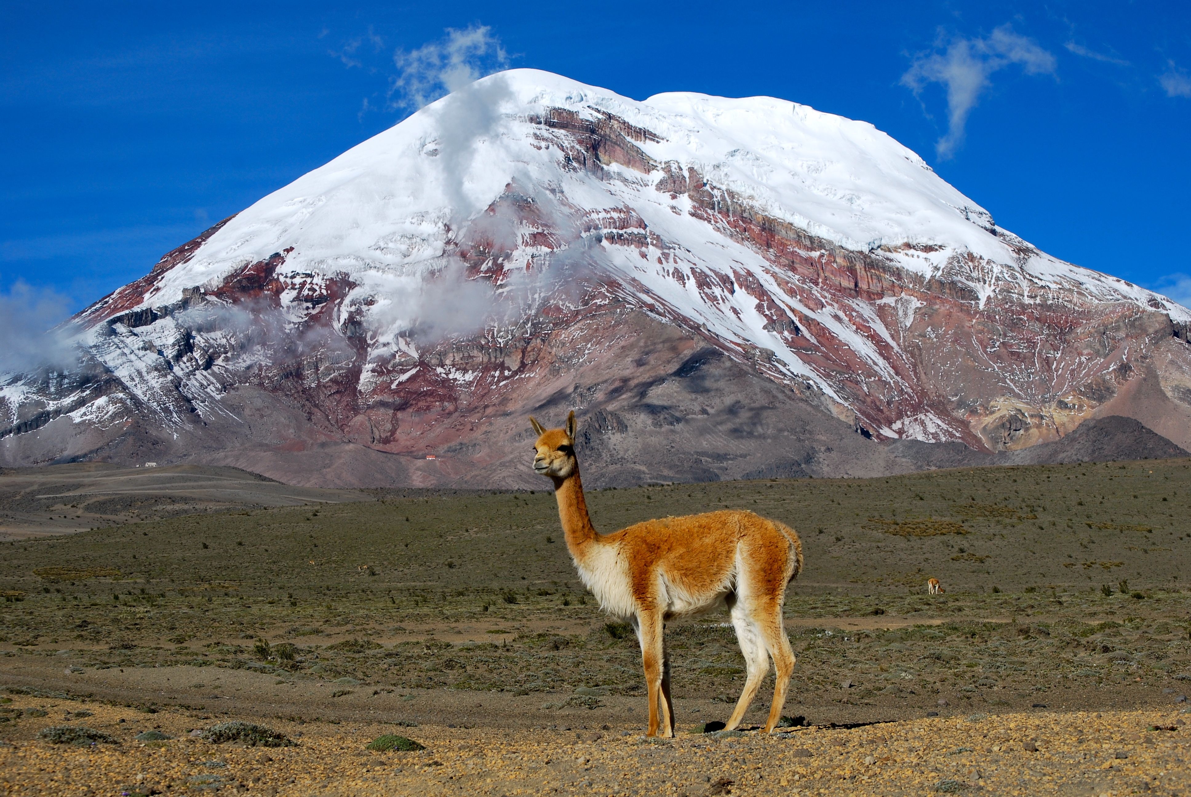 grass, animals, mountain, vertex, top, to stand, stand, llama, lama download HD wallpaper