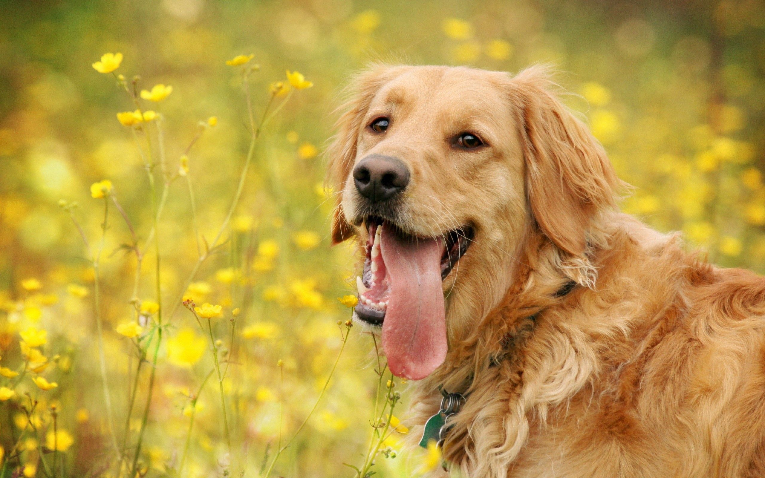 wallpapers animals, flowers, dog, muzzle, relaxation, rest, language, tongue
