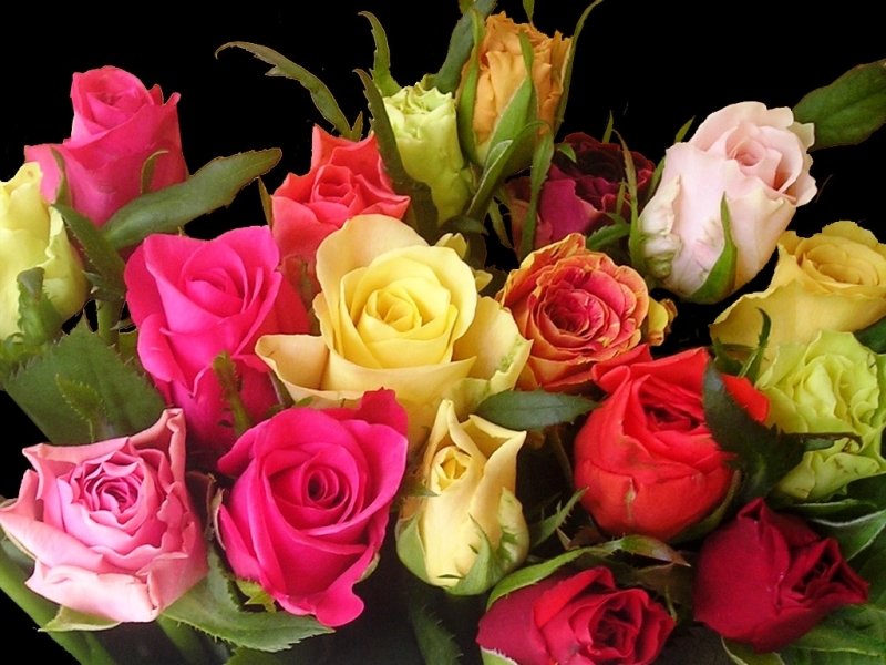 Handy-Wallpaper Blumen, Roses, Pflanzen kostenlos herunterladen.