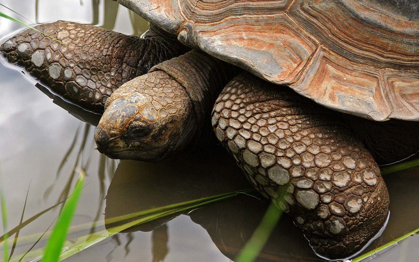 Download mobile wallpaper Head, Carapace, Animals, Shell, Water, Turtle for free.