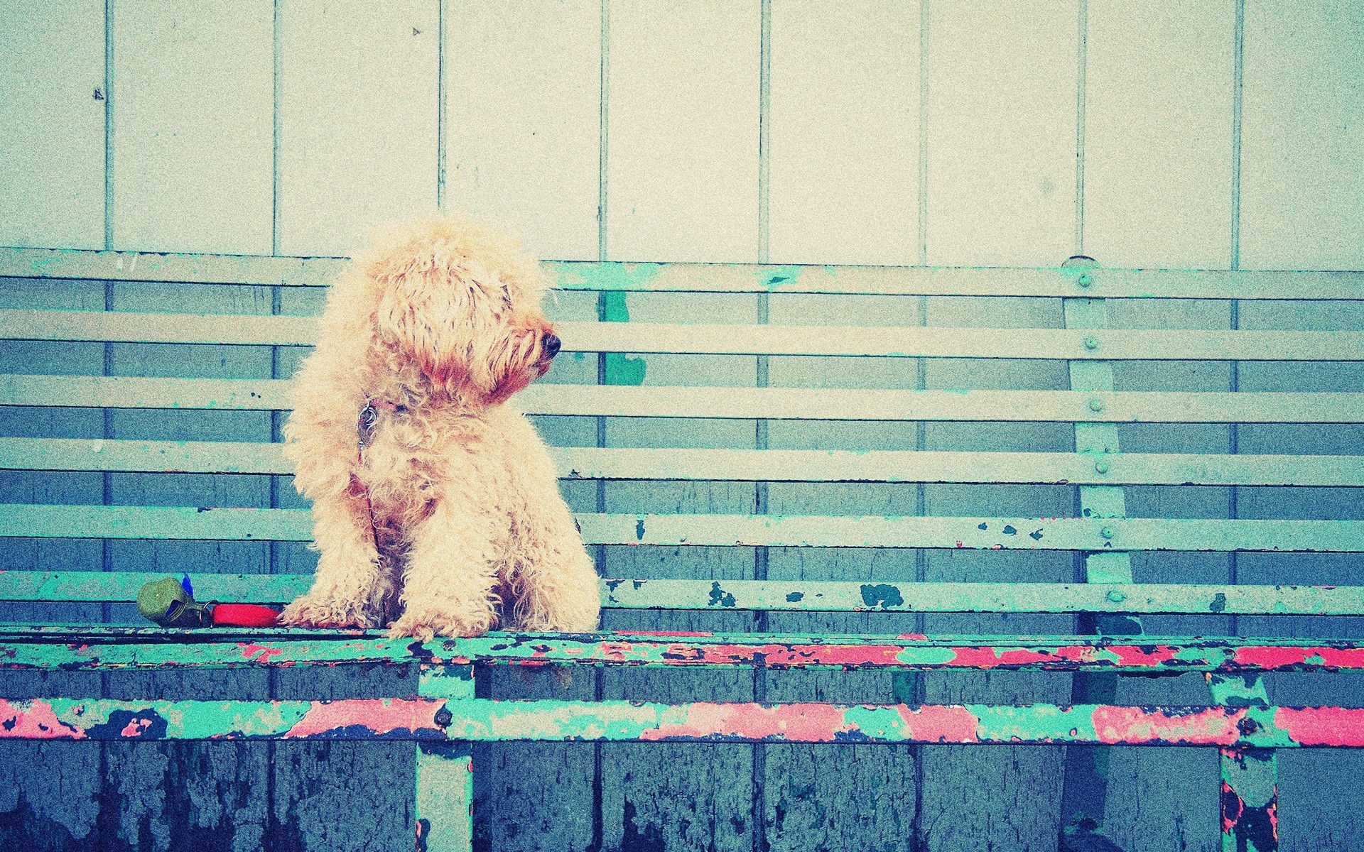 animals, sit, dog, bench, curls