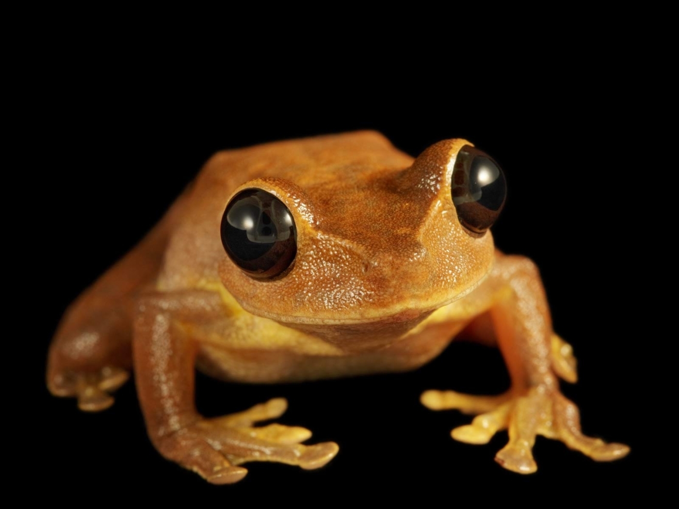 43410 baixar imagens animais, frogs, preto - papéis de parede e protetores de tela gratuitamente