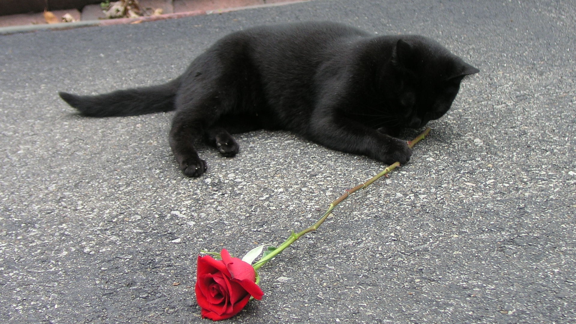 Черный котенок с цветами
