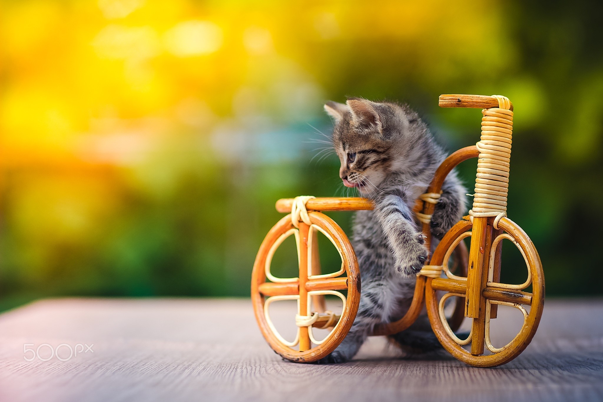 Котенок на велосипеде