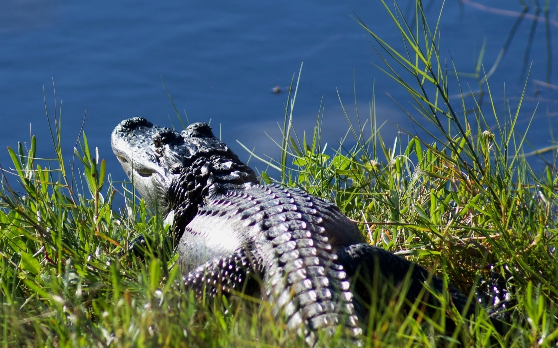 7421 Hintergrundbild herunterladen crocodiles, tiere, natur - Bildschirmschoner und Bilder kostenlos